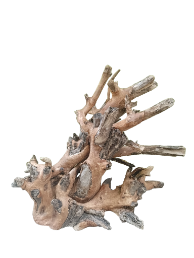 Driftwood For Aquarium Original Teak wood Branch 50 Cm Long and Height ( Rare Piece-Two in one center) 