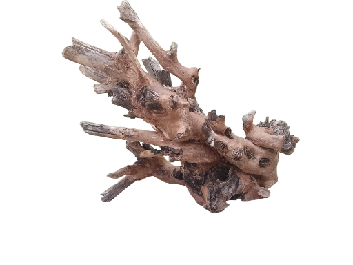 Driftwood For Aquarium Original Teak wood Branch 50 Cm Long and Height ( Rare Piece-Two in one center) 