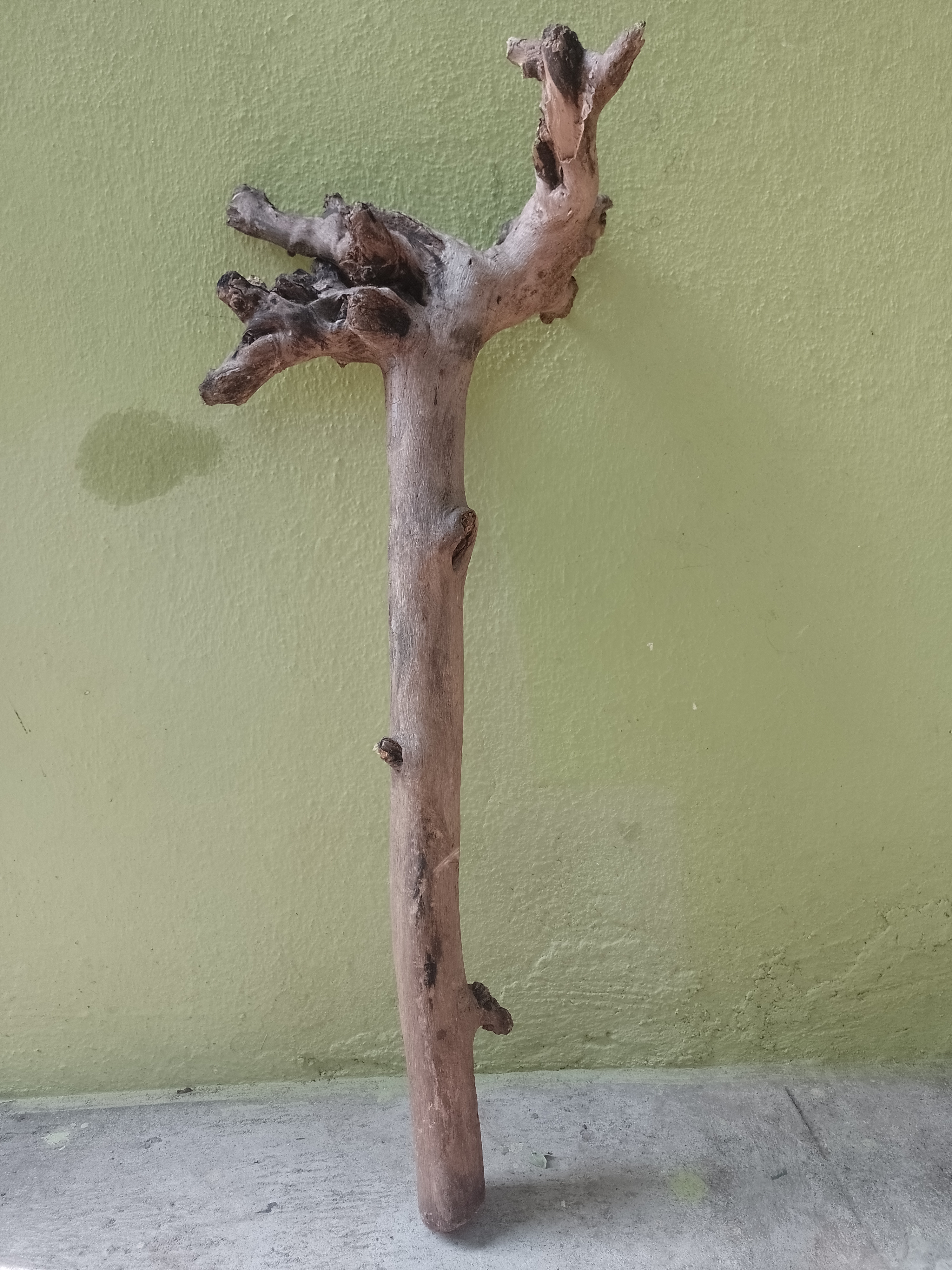 Teak Driftwood branch stick 3 feet long and 1 feet head length 