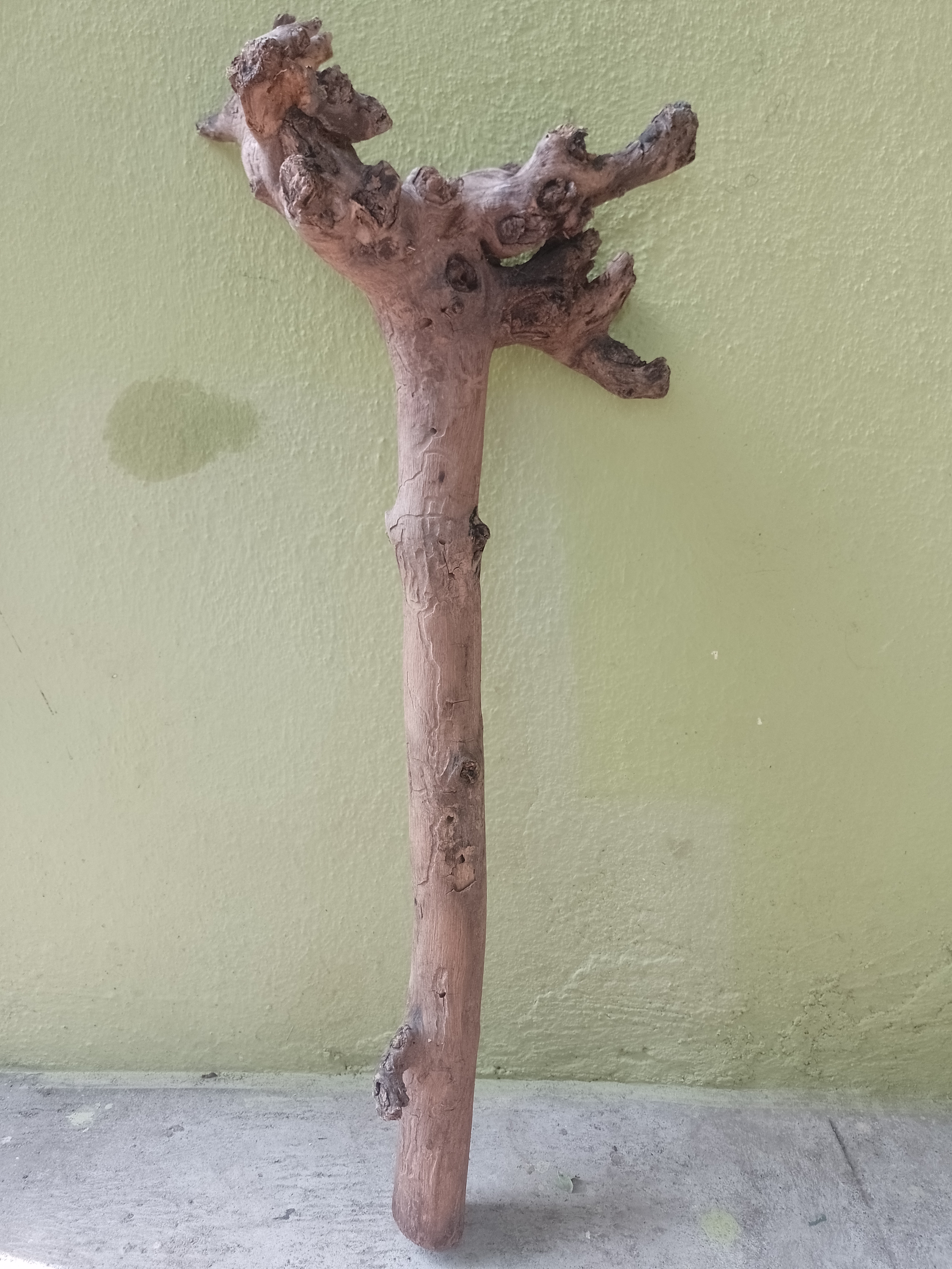 Teak Driftwood branch stick 3 feet long and 1 feet head length 