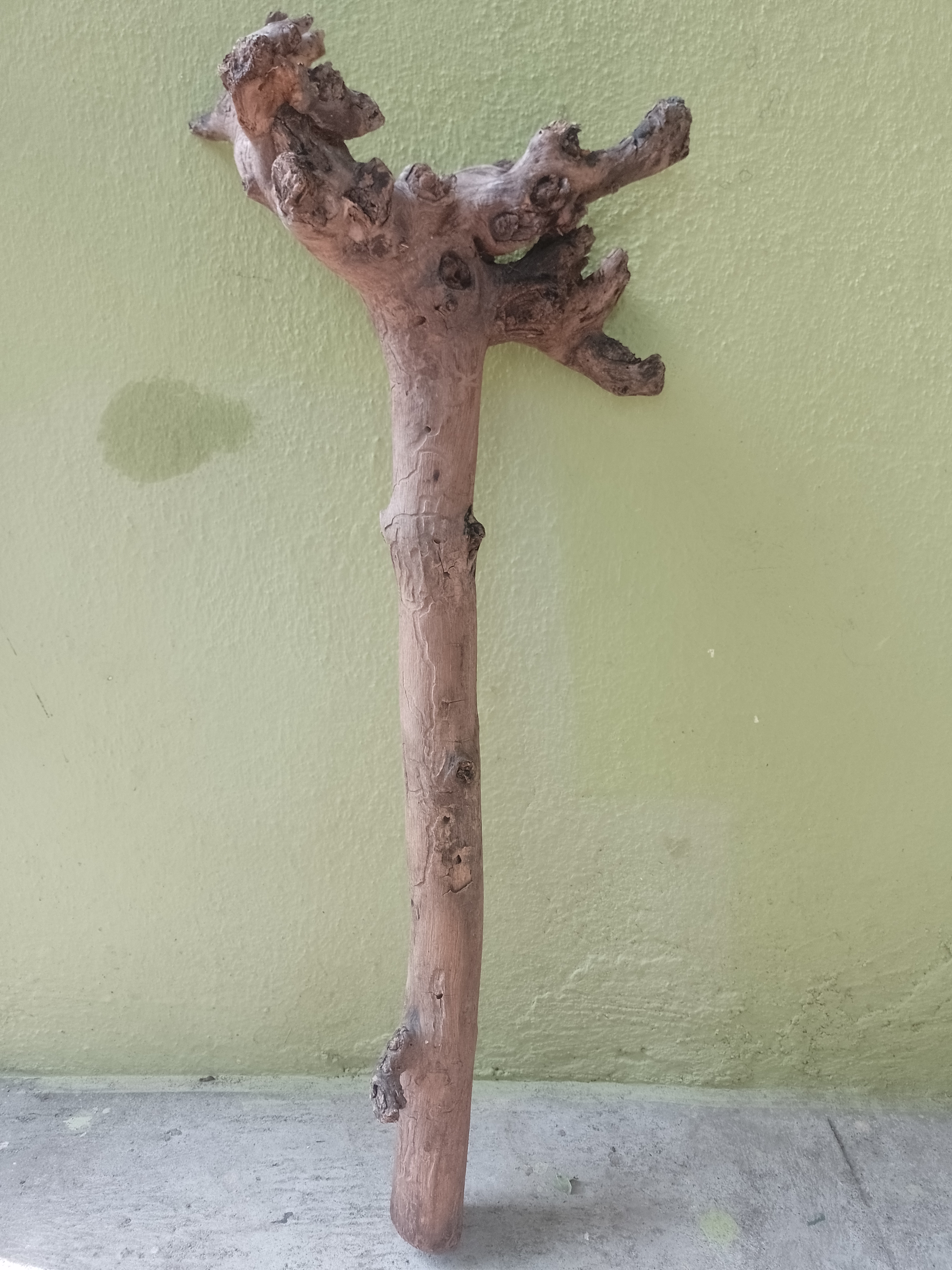 Teak Driftwood branch stick 3 feet long and 1 feet head length 