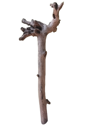Teak Driftwood branch stick 3 feet long and 1 feet head length 