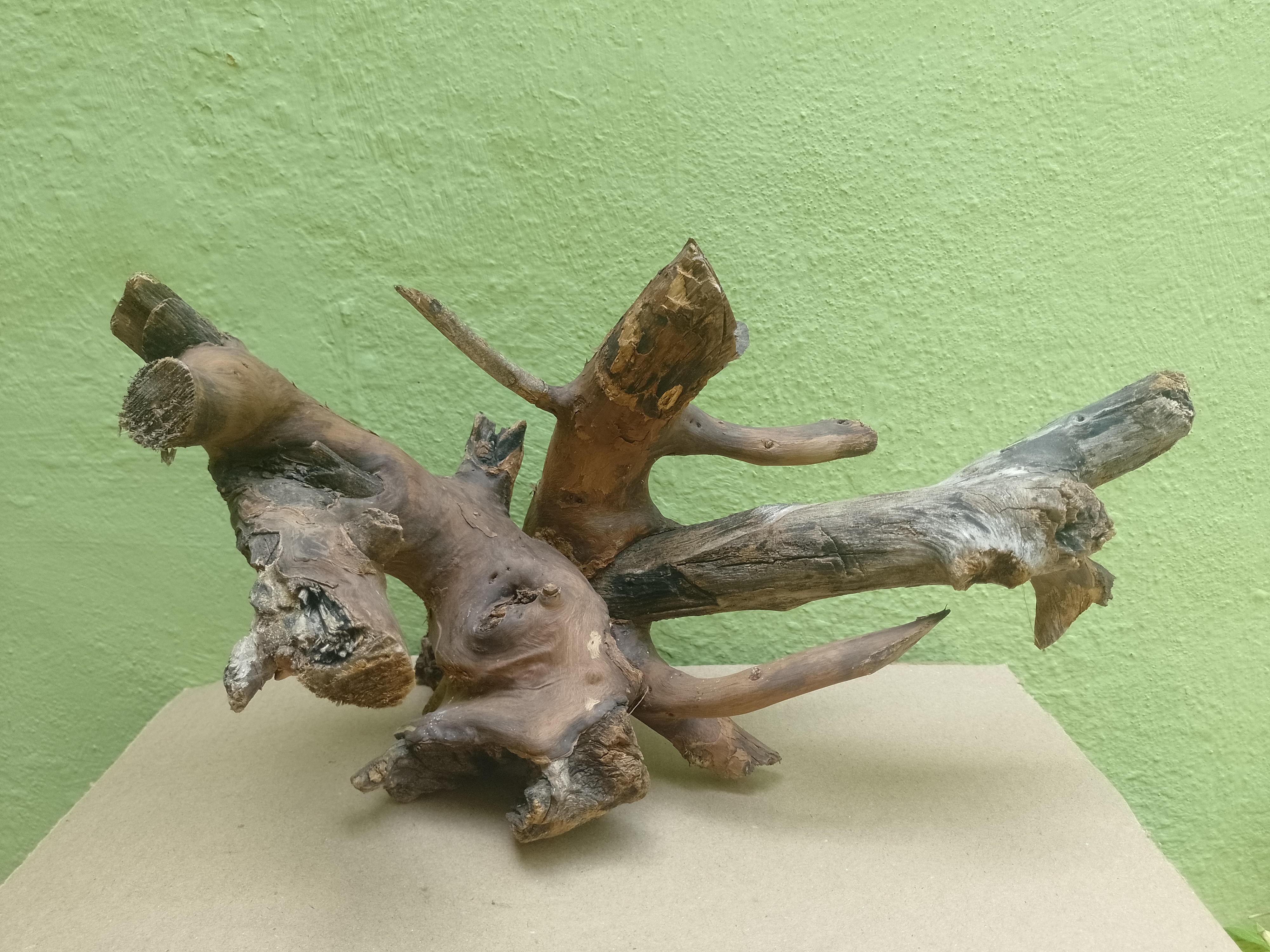 Bonsai model Teak Driftwood Branch 30 CM long and Height (Rare Collection)