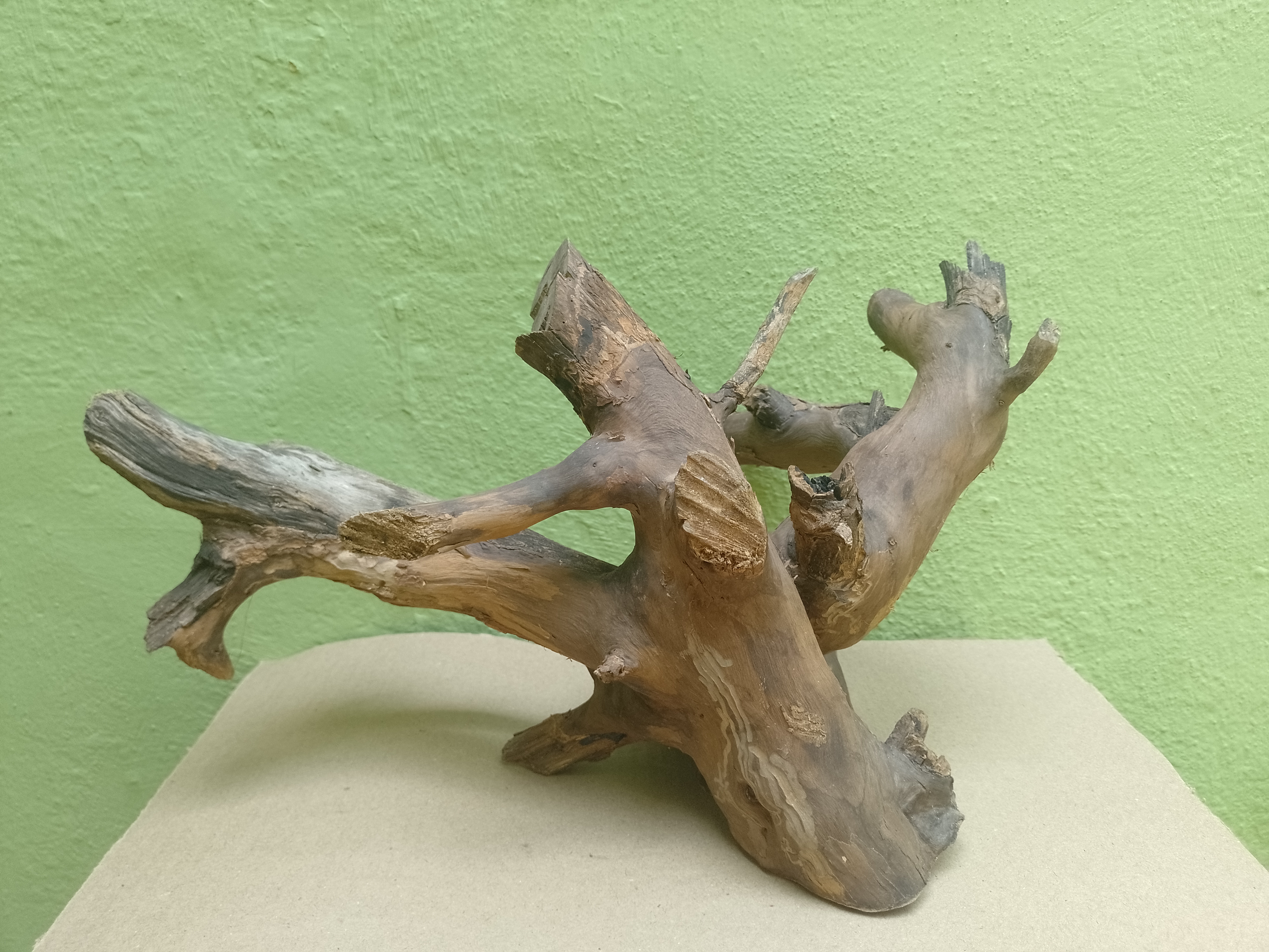 Bonsai model Teak Driftwood Branch 30 CM long and Height (Rare Collection)