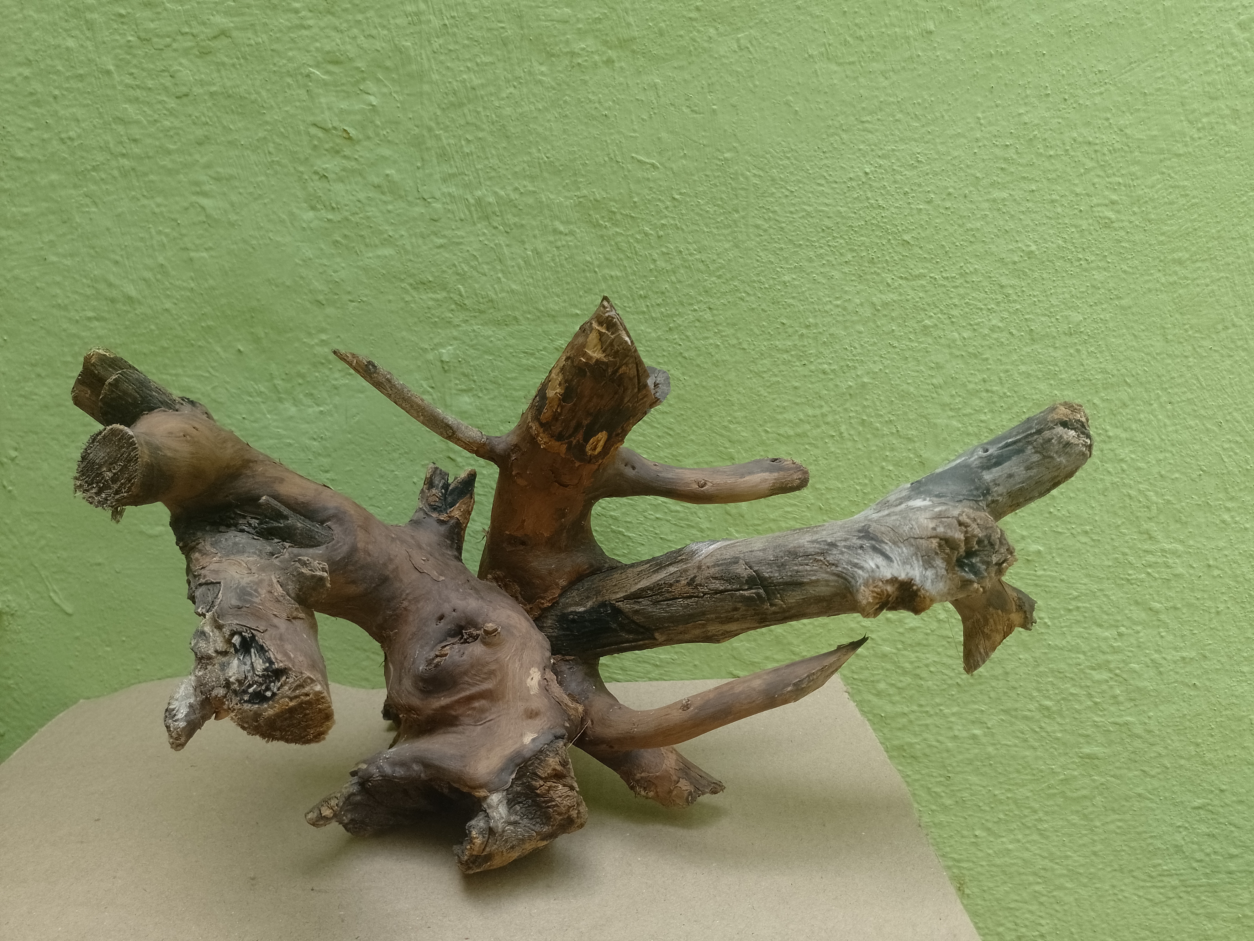 Bonsai model Teak Driftwood Branch 30 CM long and Height (Rare Collection)