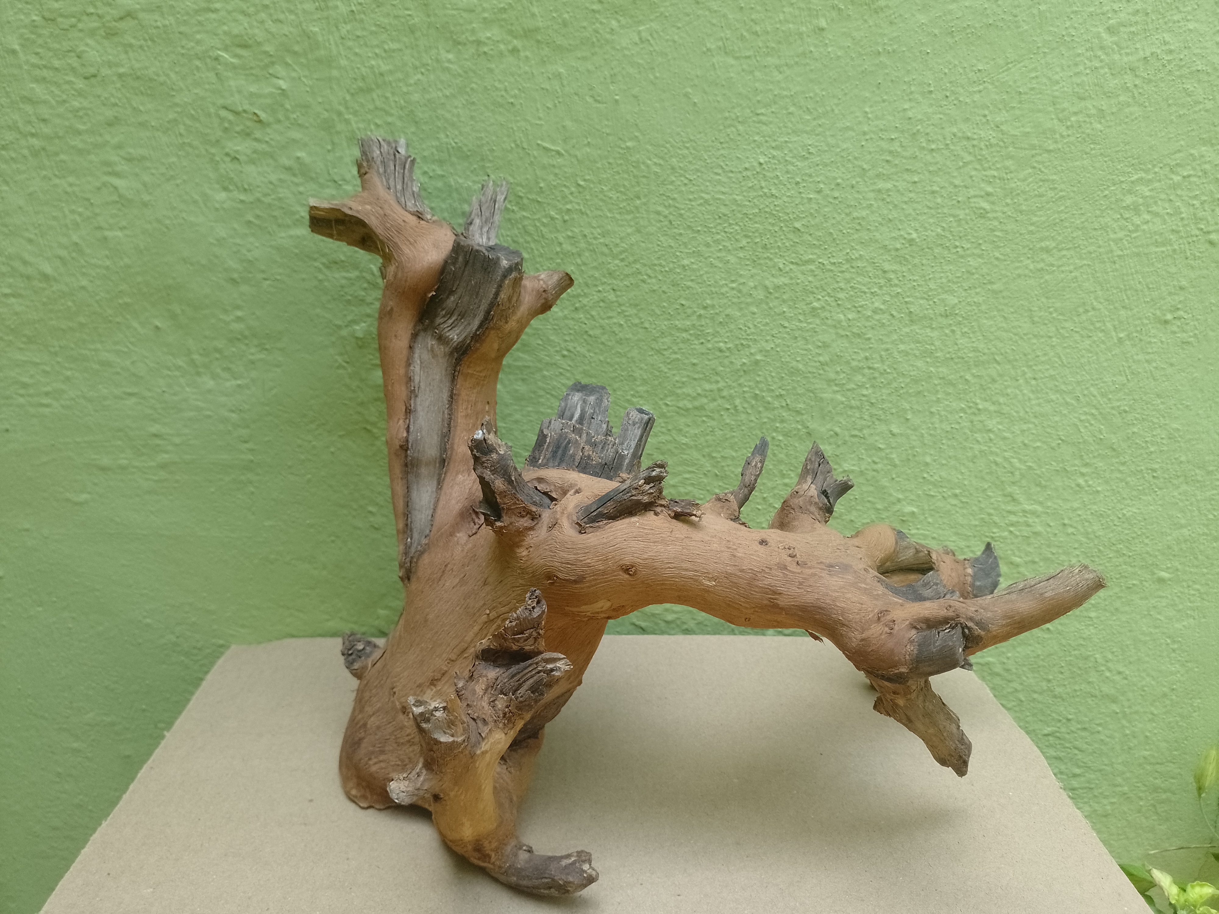 Bonsai Model Teak Driftwood Branch 1 Feet long and Height (Rare Collection)