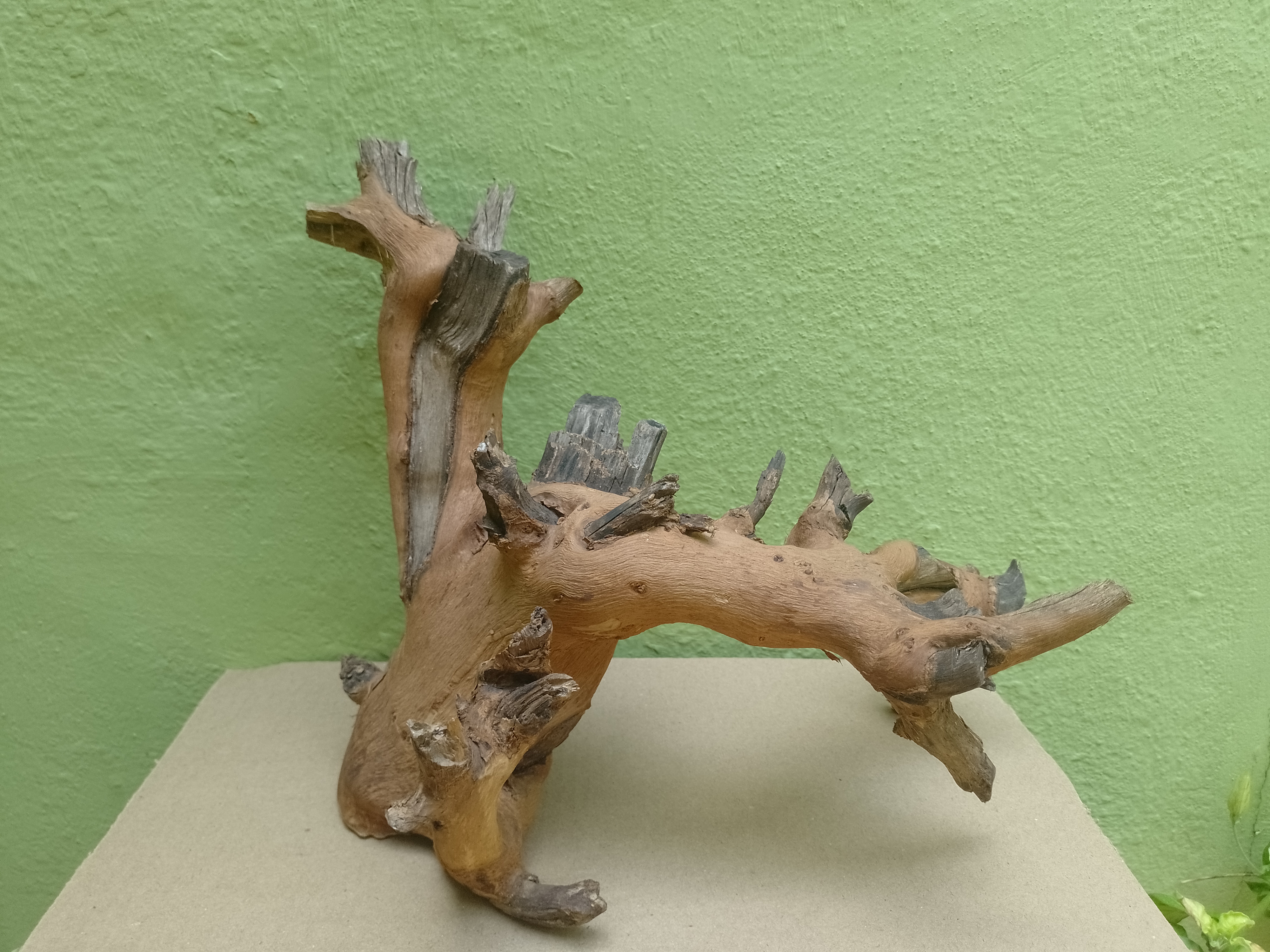 Bonsai Model Teak Driftwood Branch 1 Feet long and Height (Rare Collection)