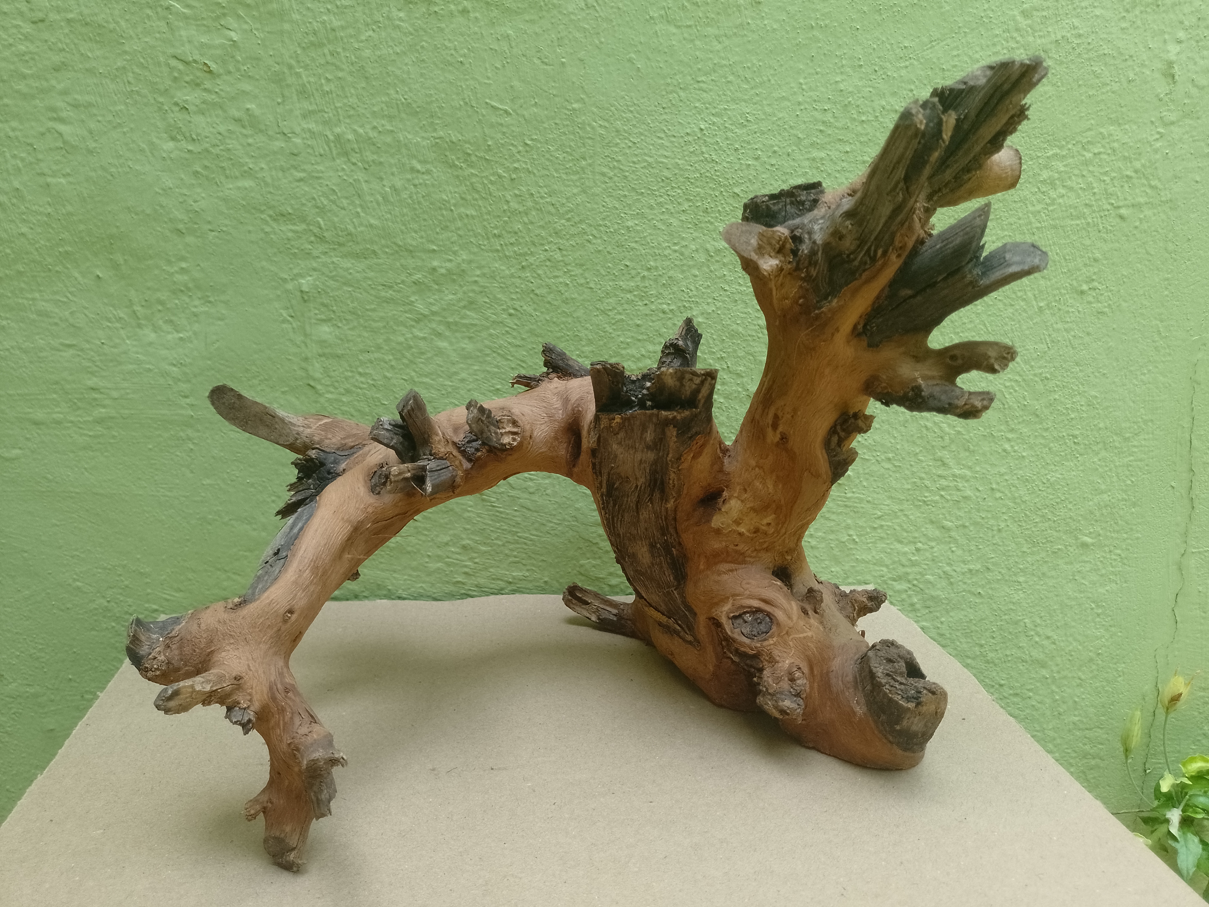 Bonsai Model Teak Driftwood Branch 1 Feet long and Height (Rare Collection)