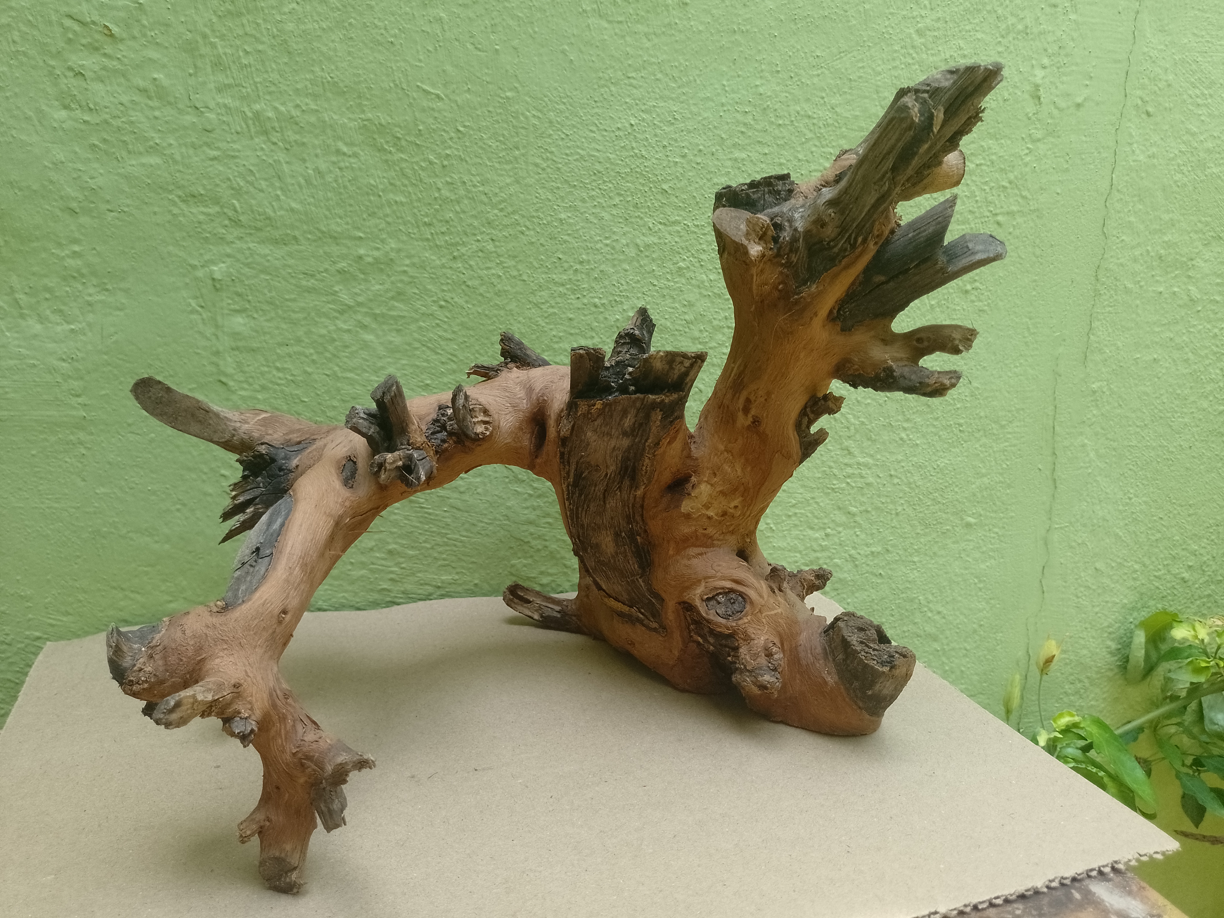 Bonsai Model Teak Driftwood Branch 1 Feet long and Height (Rare Collection)