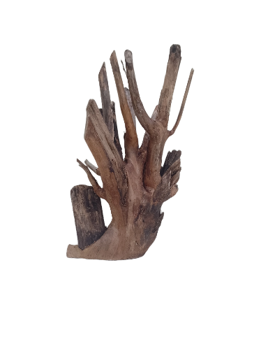 Driftwood For Aquarium Original Teak Branch 30 Cm Height and 15 cm width 