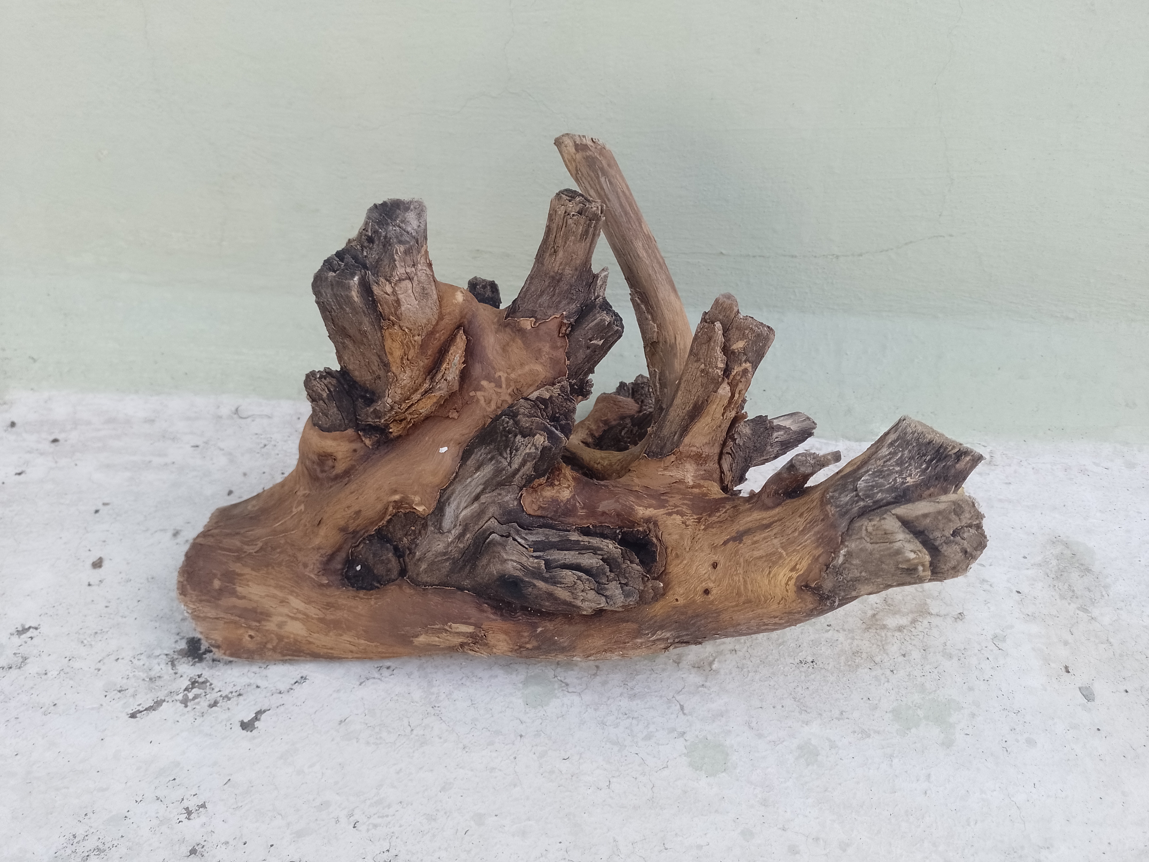Driftwood for Aquarium Original Teak wood Branch 30 CM long and 20 cm Height 