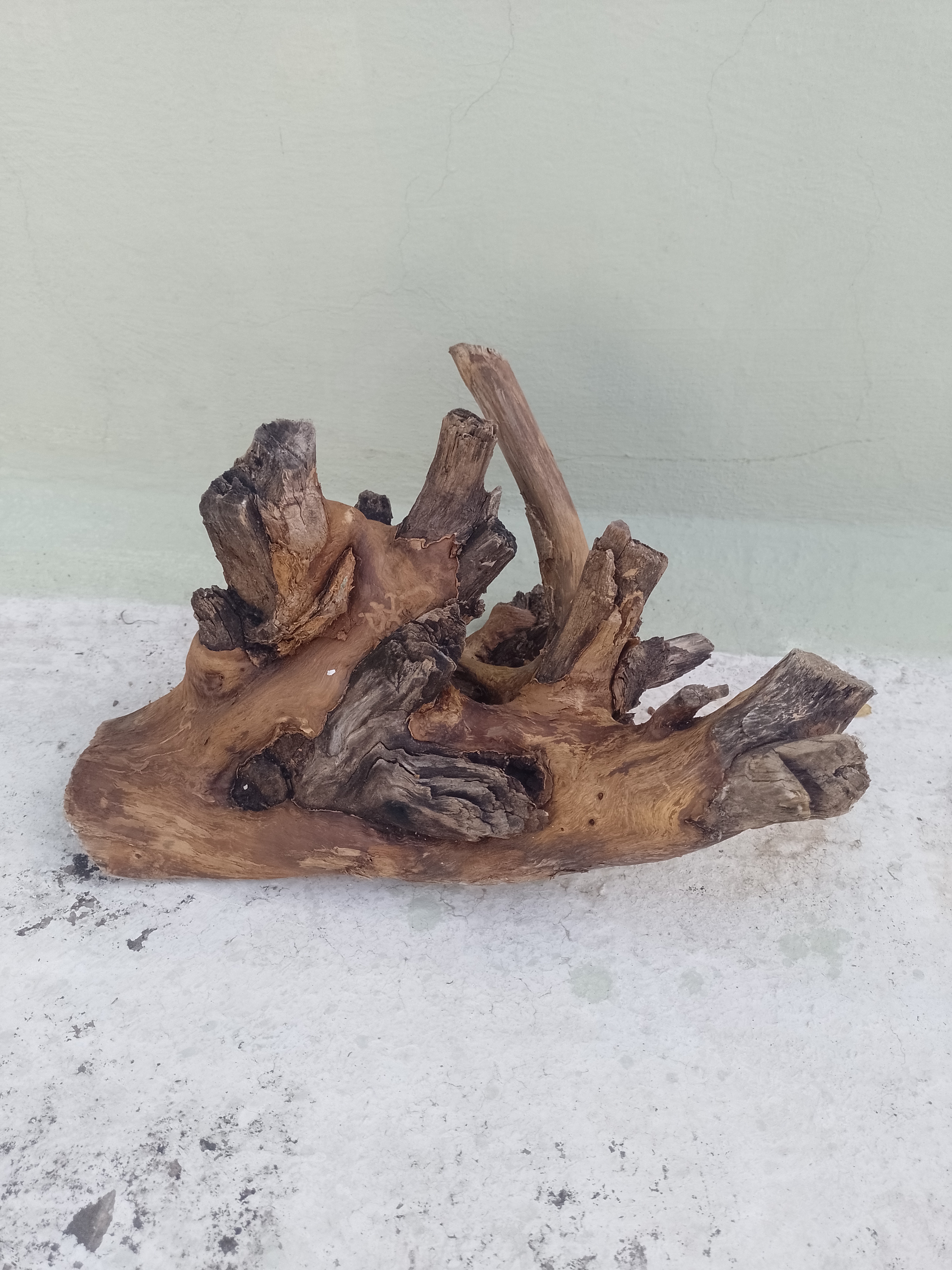 Driftwood for Aquarium Original Teak wood Branch 30 CM long and 20 cm Height 