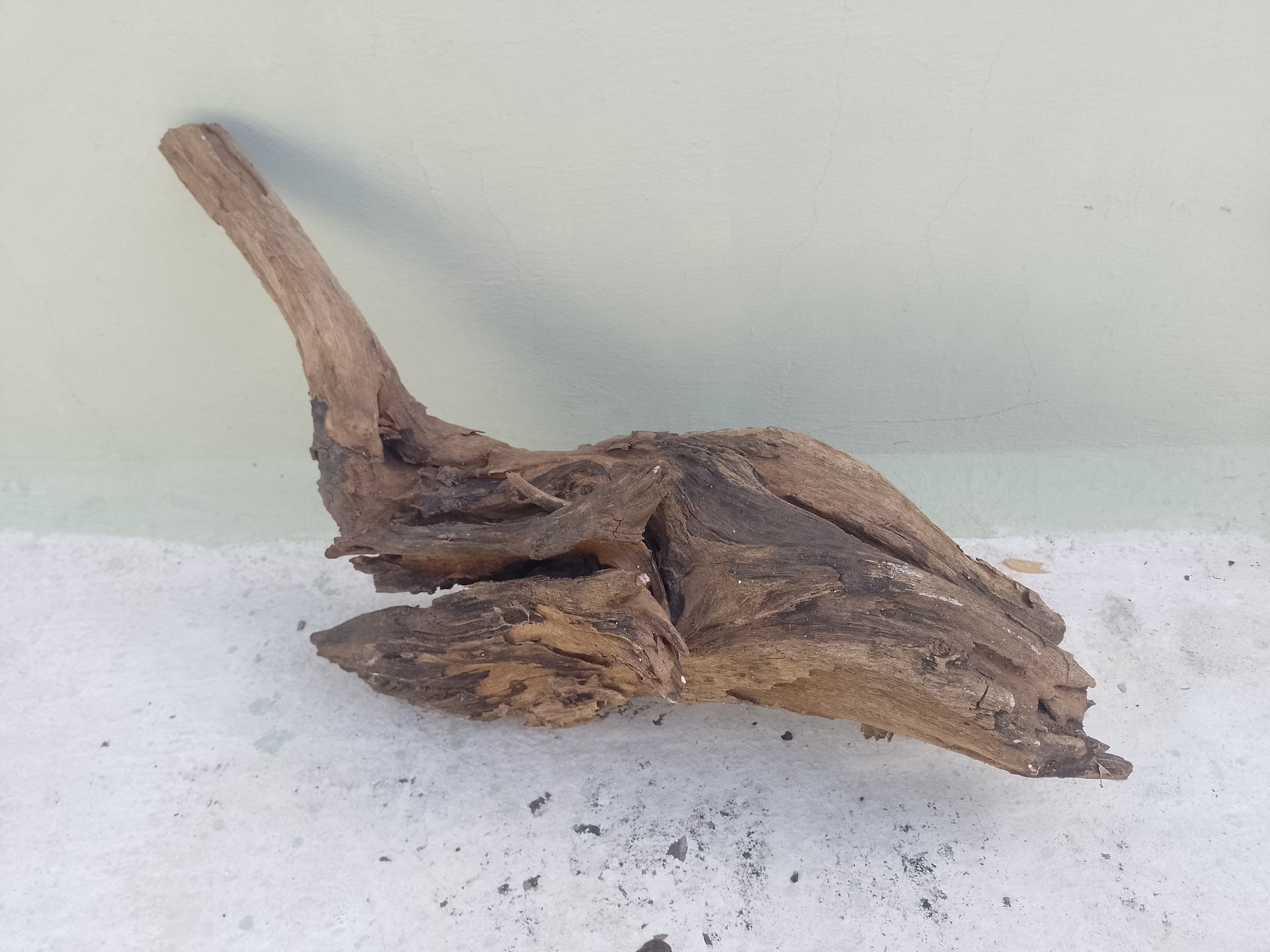 Natural Driftwood Tree Root for Aquarium 75 Cm Long and 30 Cm Height
