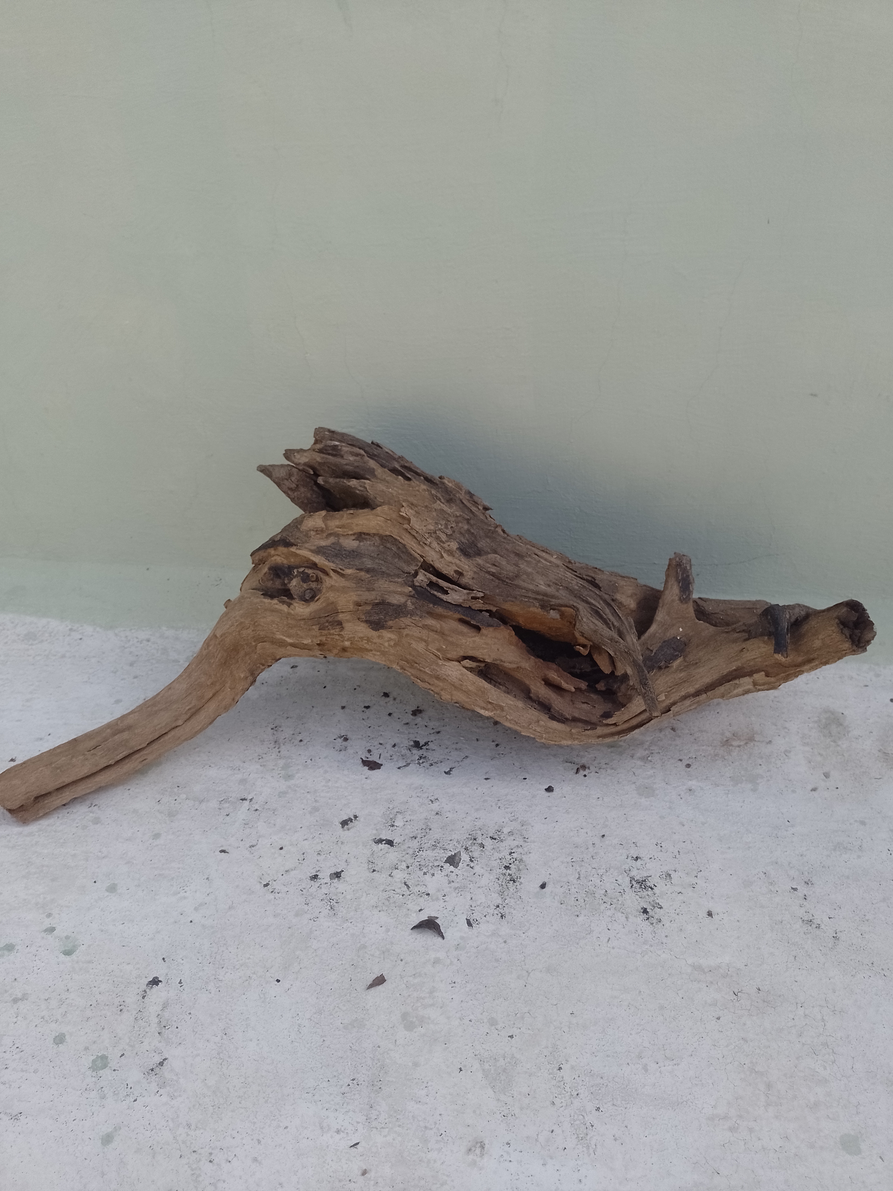 Natural Driftwood Tree Root for Aquarium 75 Cm Long and 30 Cm Height 