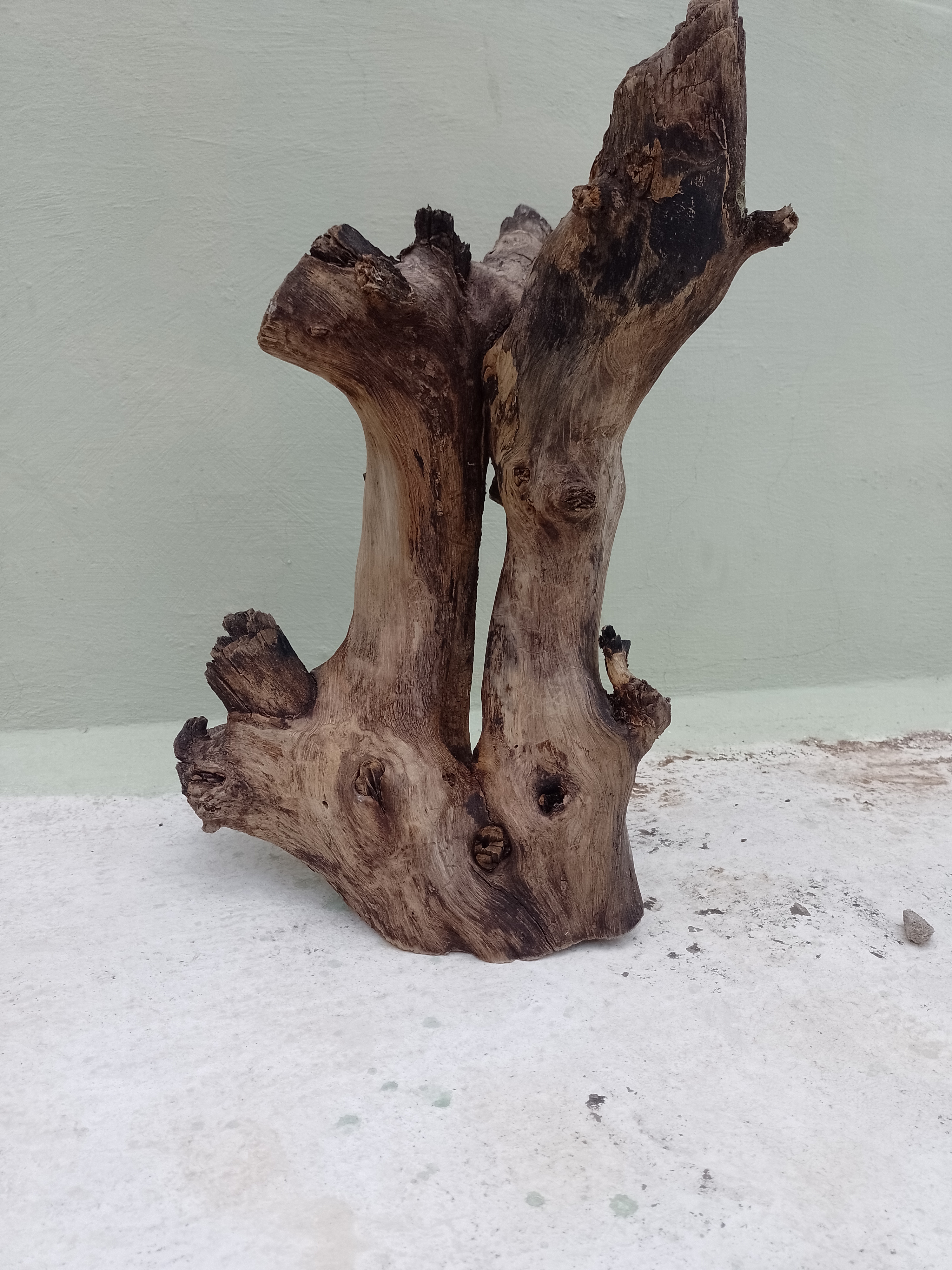 Natural Teak Driftwood Branch 2 Feet Height 