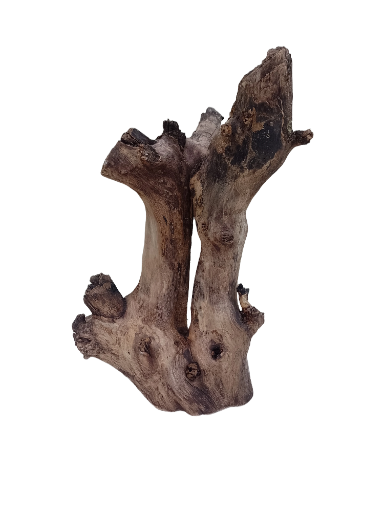 Natural Teak Driftwood Branch 2 Feet Height 