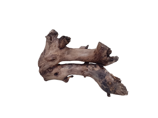 Natural Teak Driftwood Branch 2 Feet Height 