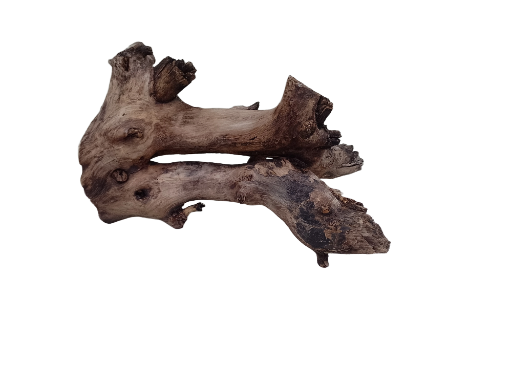 Natural Teak Driftwood Branch 2 Feet Height 