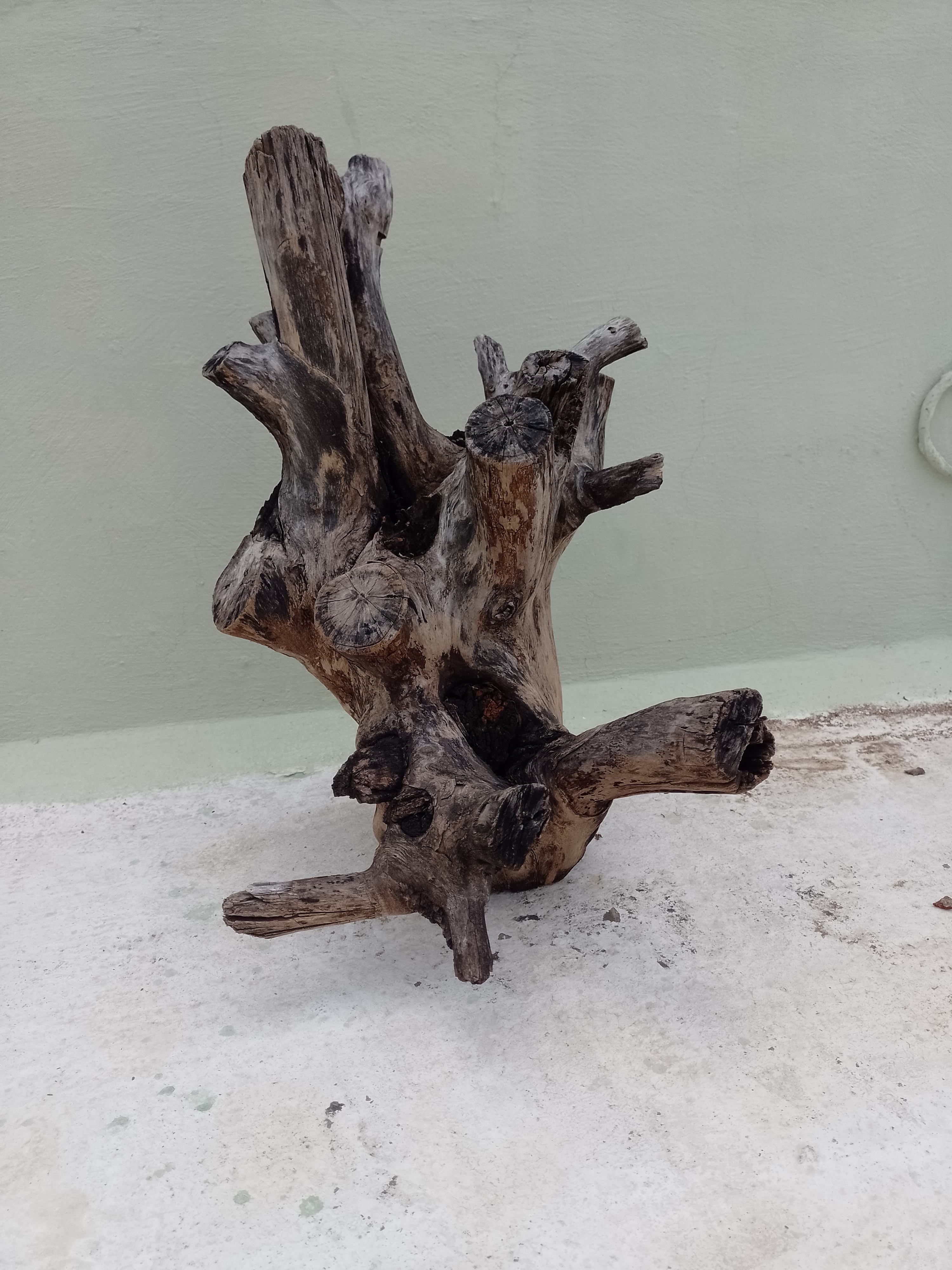 Natural Teak Driftwood Branch  2 Feet Height solid wood 