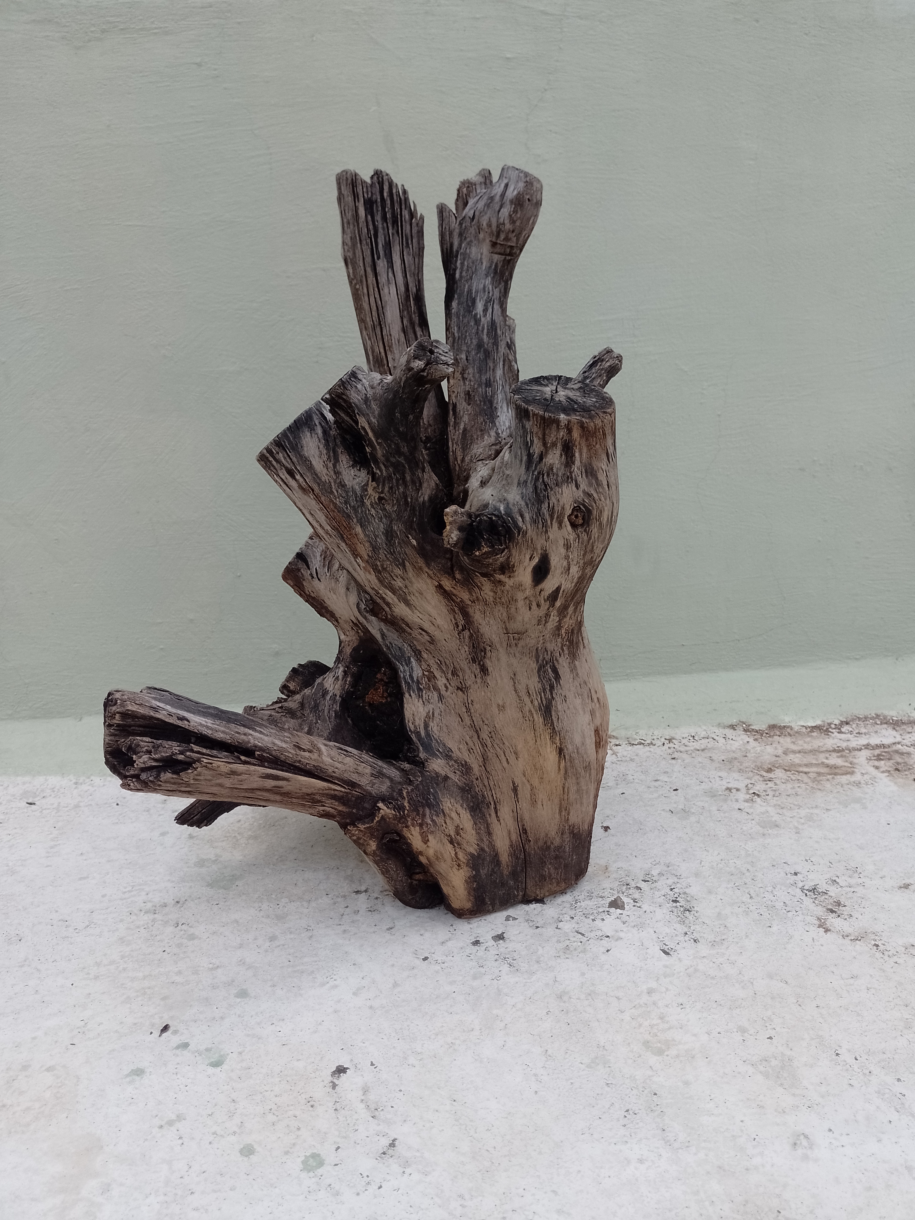 Natural Teak Driftwood Branch  2 Feet Height solid wood 