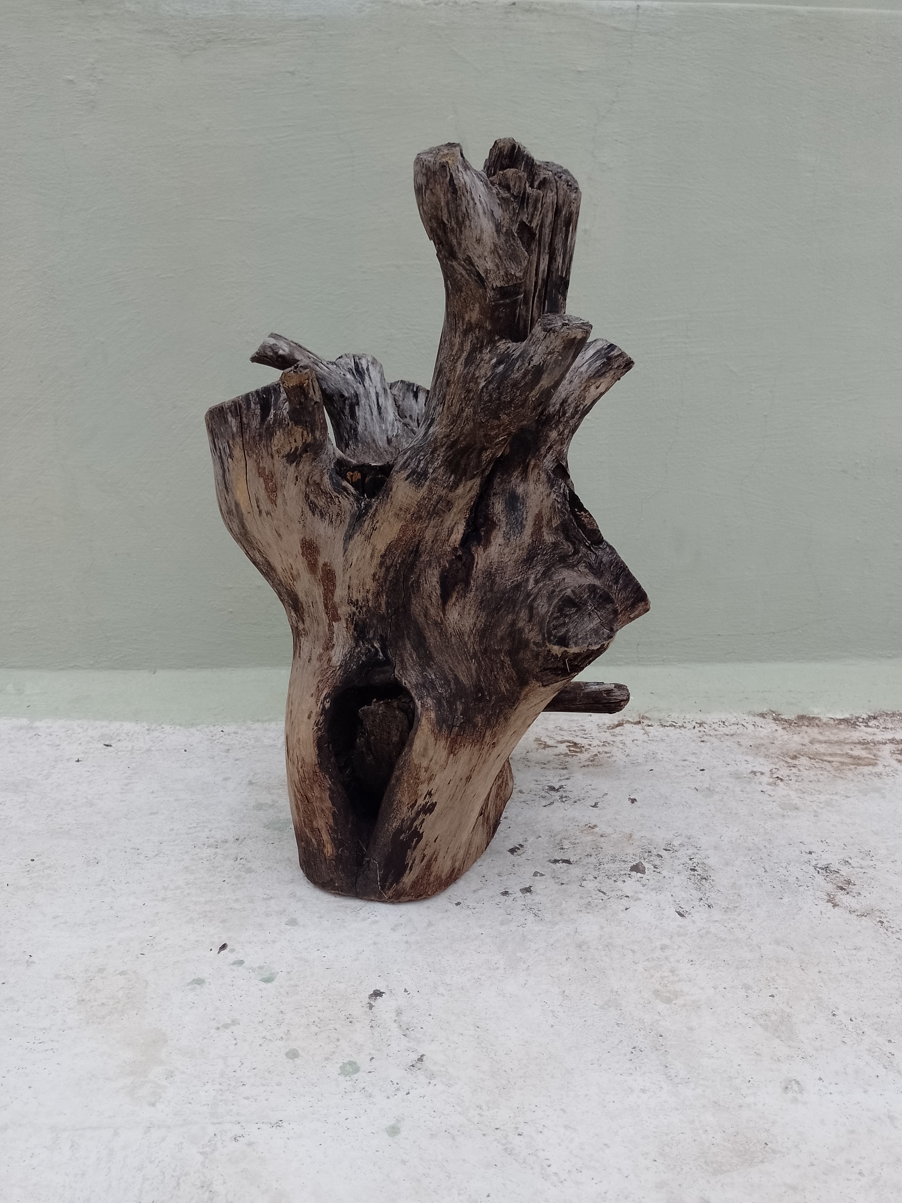 Natural Teak Driftwood Branch  2 Feet Height solid wood 
