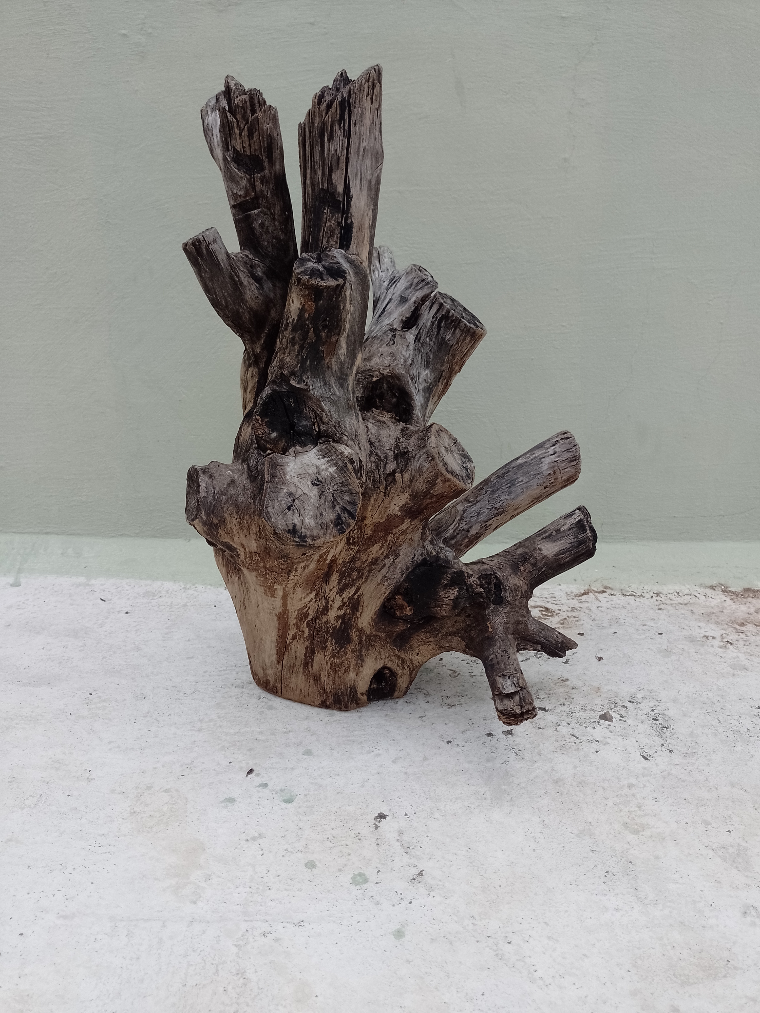 Natural Teak Driftwood Branch  2 Feet Height solid wood 