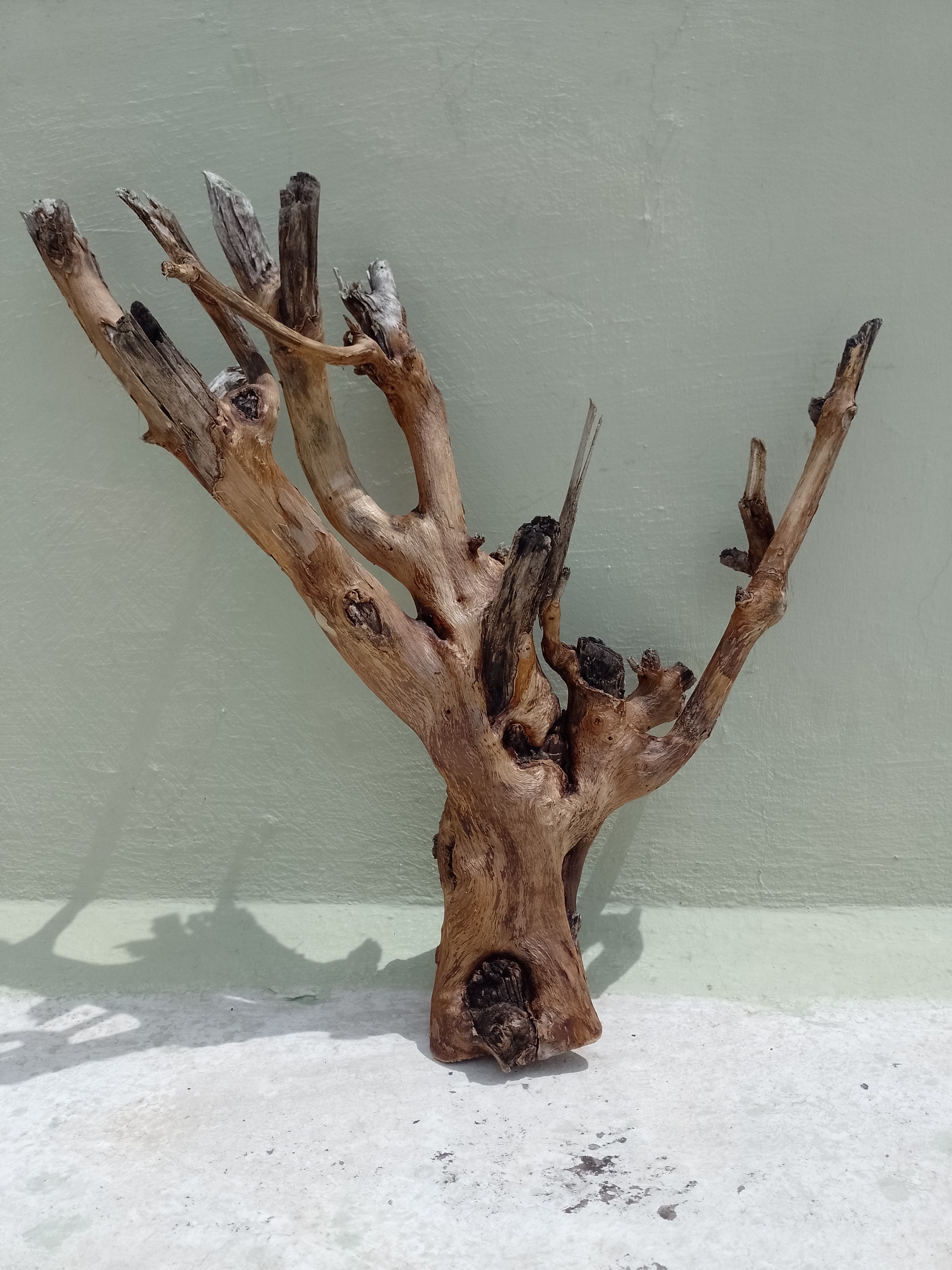 Driftwood Branch Teak wood Branch 55 cm Height 2 kg weight 
