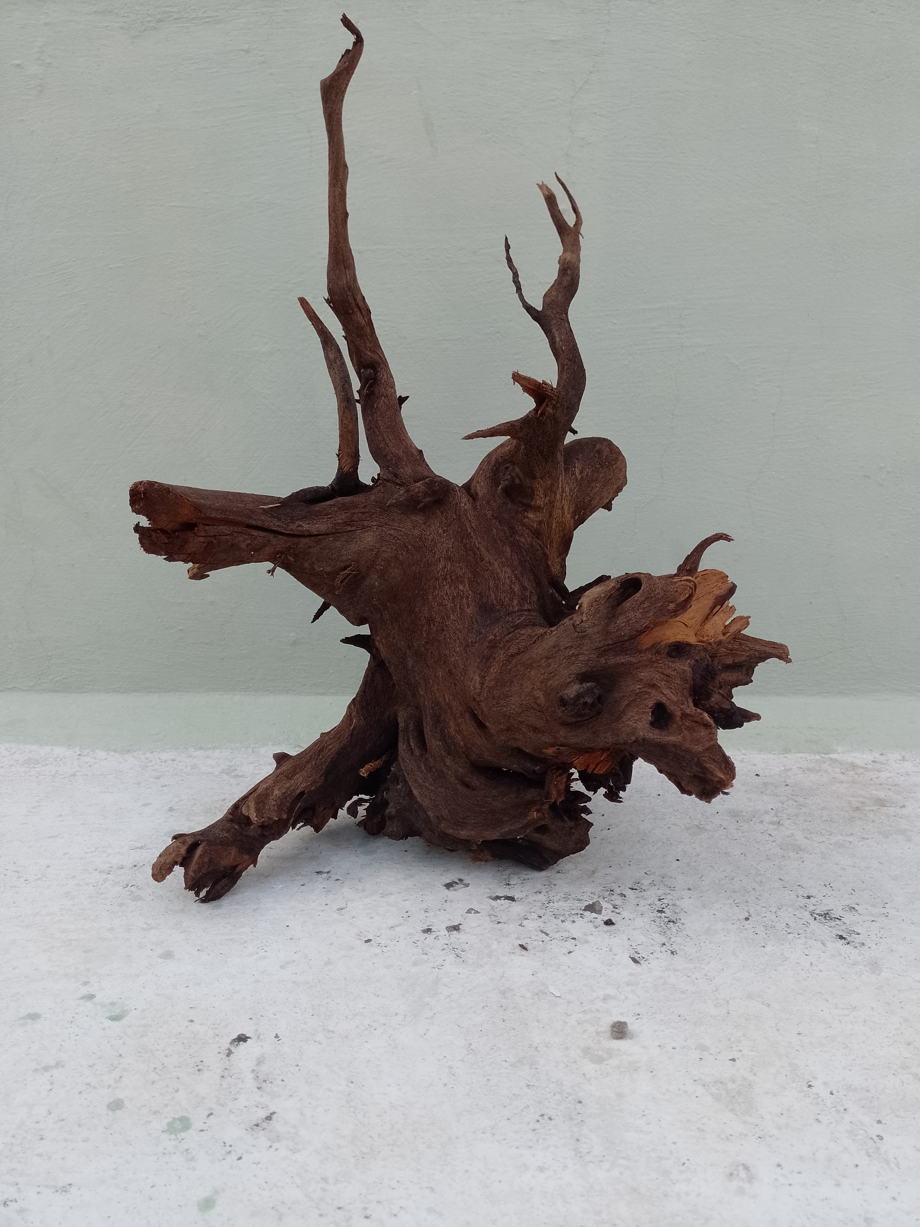 Natural Driftwood Branch for Aquarium, 60 cm Long Height
