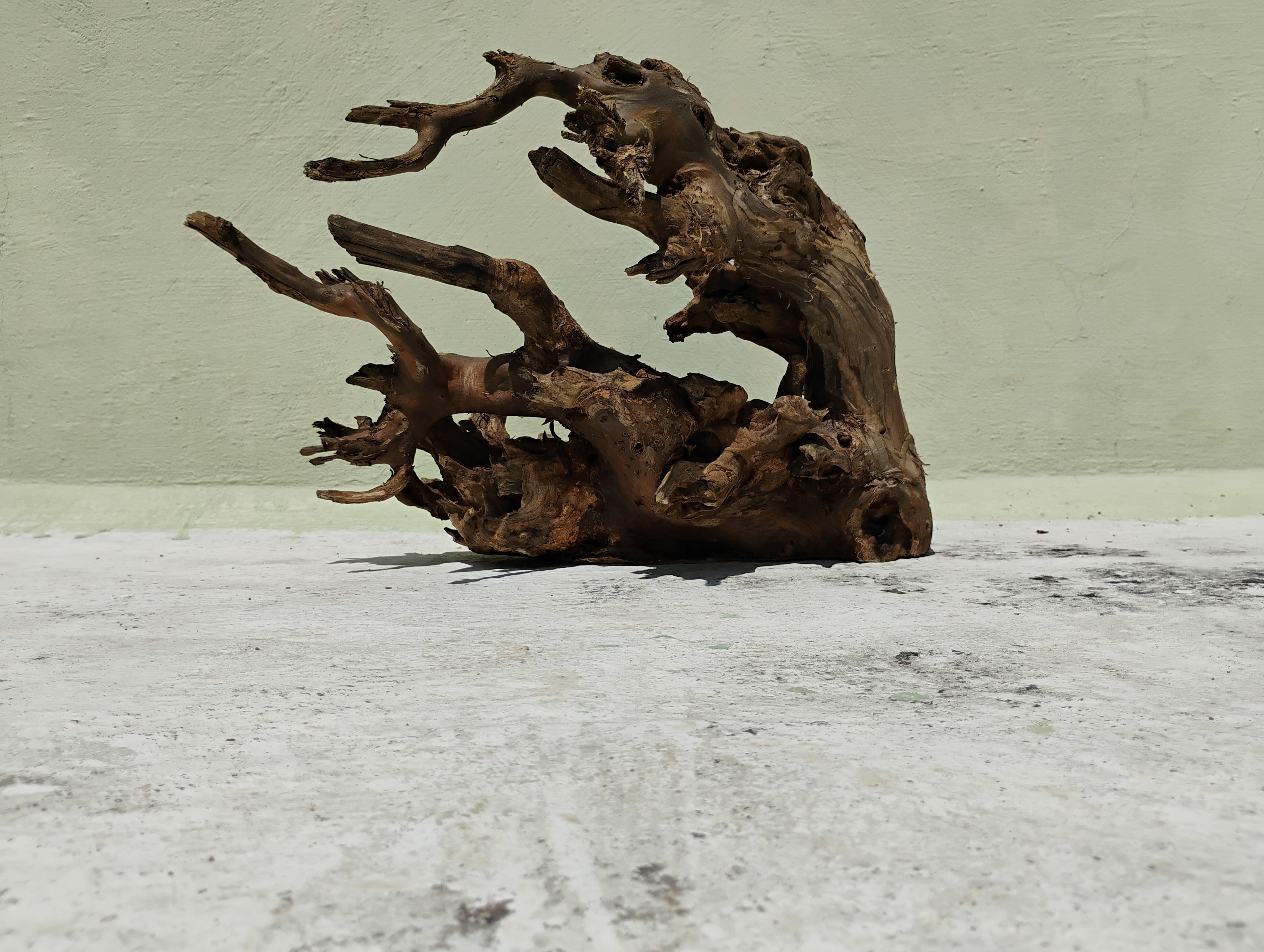 Natural Teak Driftwood Piece 30 CM Height 3.3 Kg