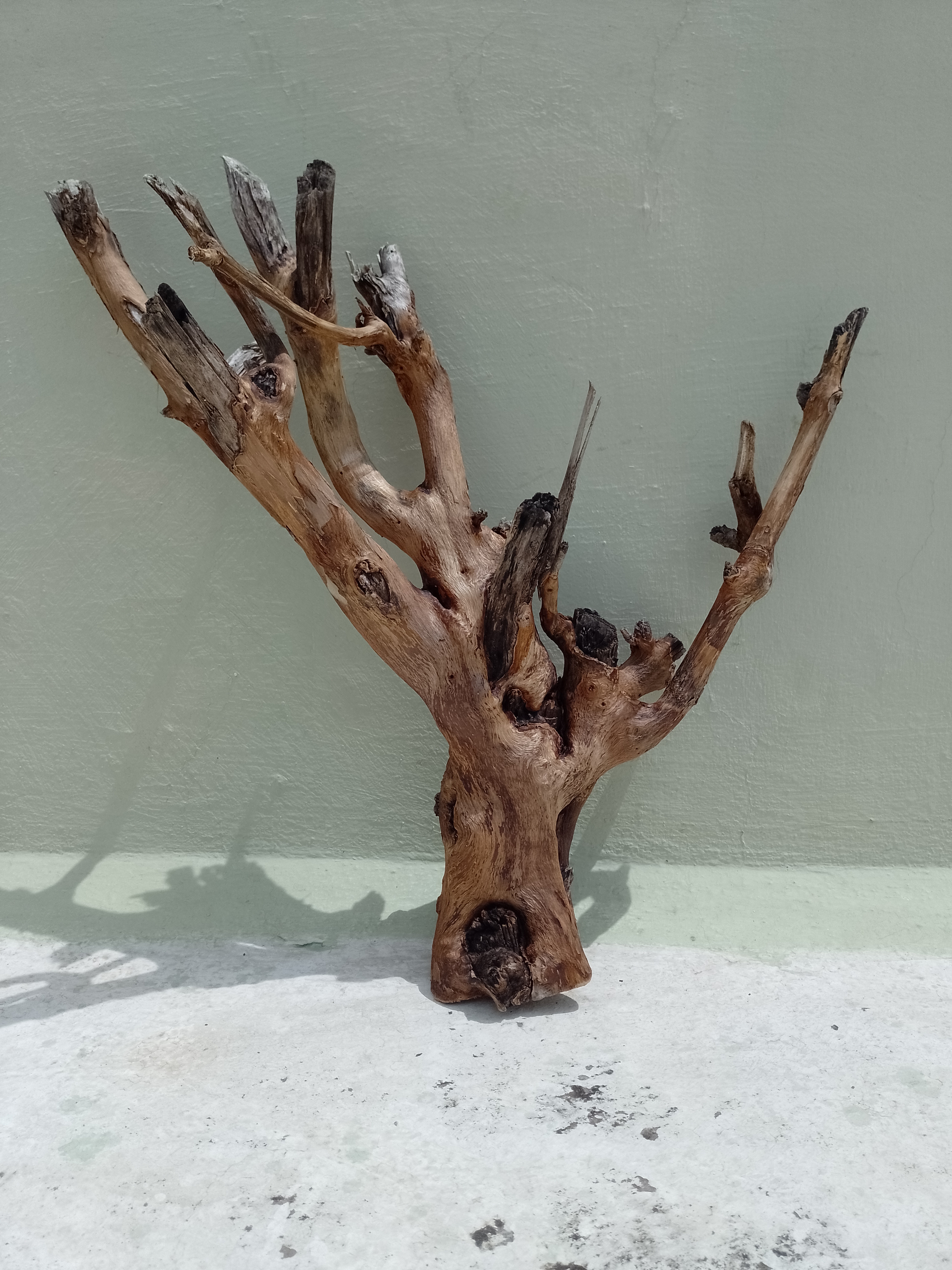 Driftwood Branch Teak wood Branch 55 cm Height 2 kg weight