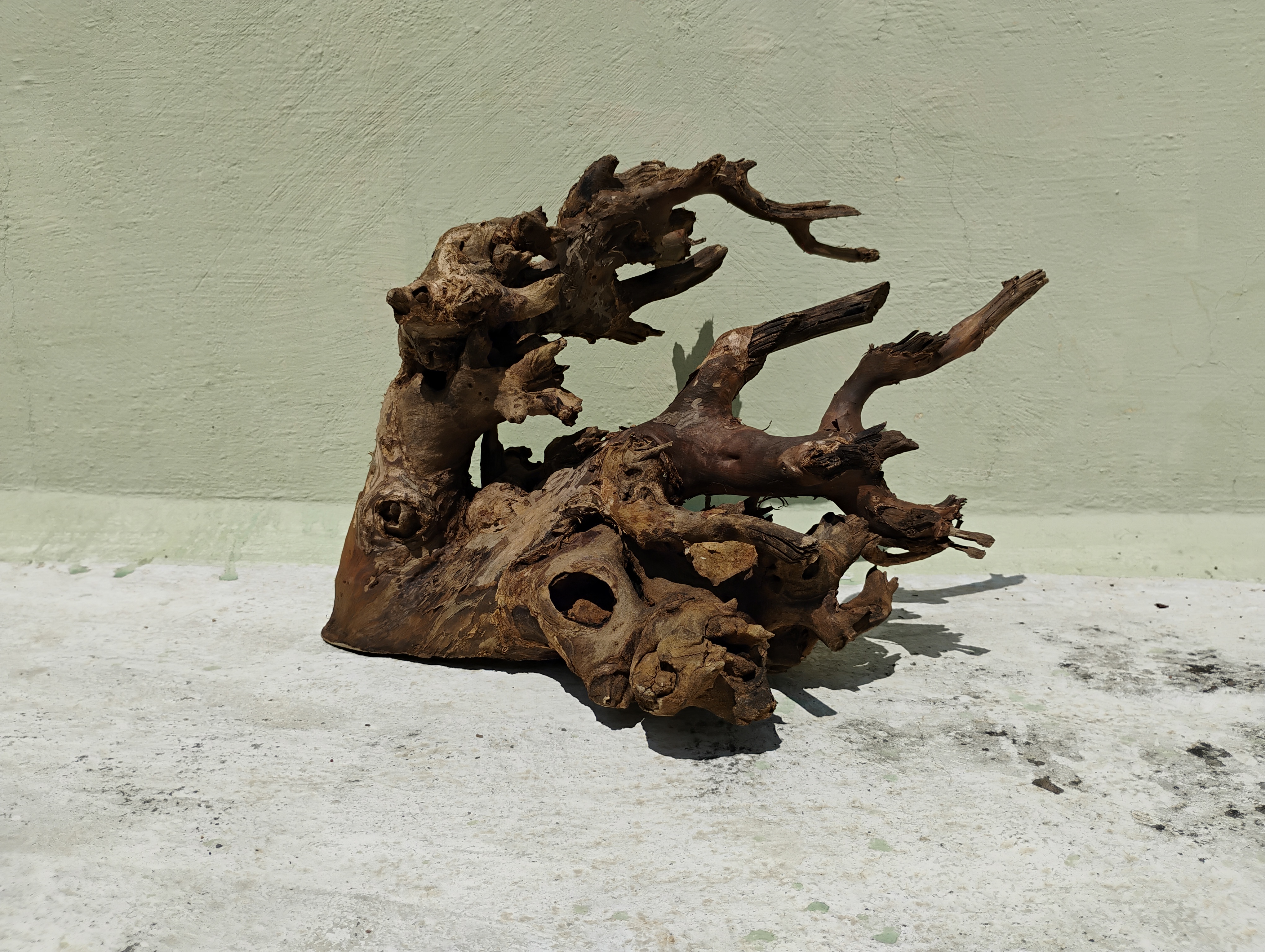 Natural Teak Driftwood Piece 30 CM Height 3.3 Kg