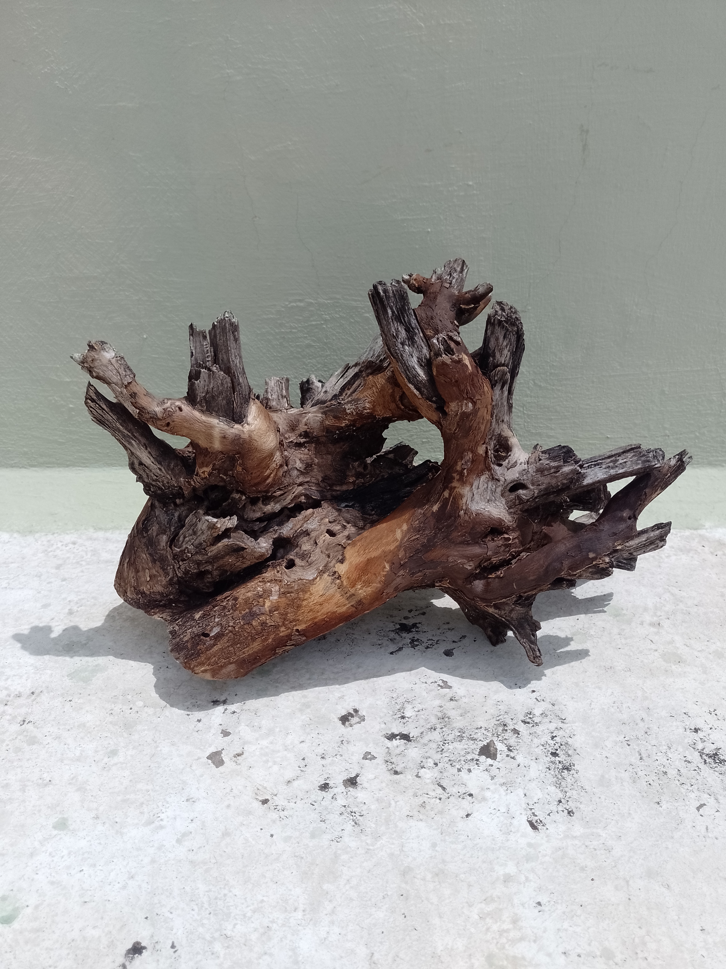 Driftwood for Aquarium Original Teak wood Branch 50 Cm long -Bush type driftwood 3.6 kg weight 
