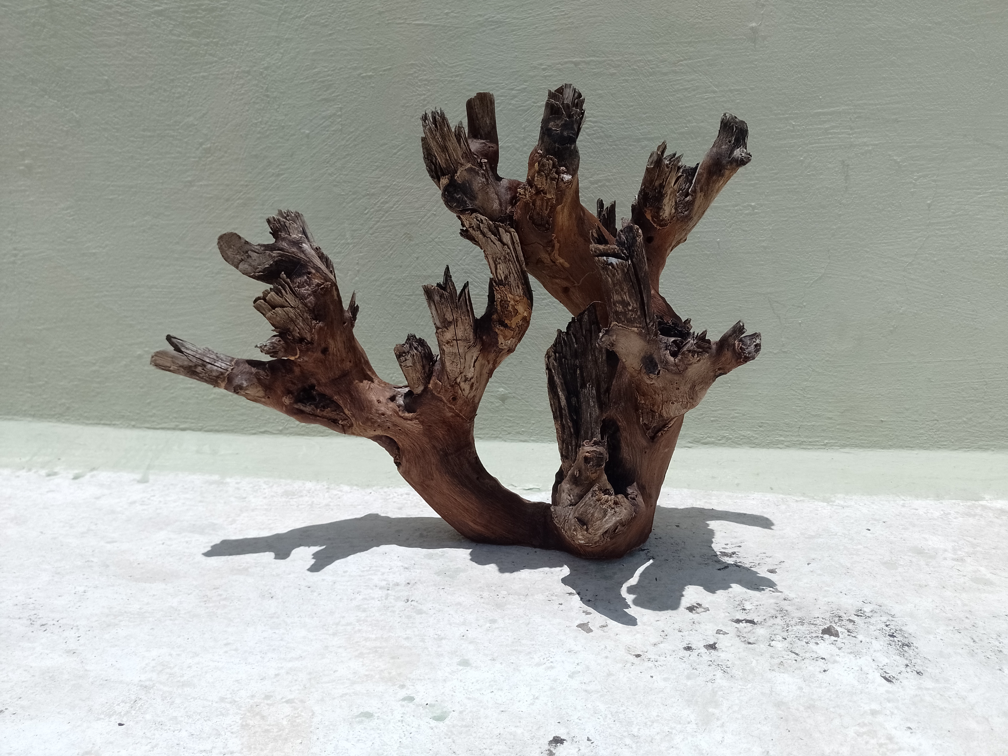 Natural Teak Driftwood Branch for Aquarium, 50 cm Length, 3.6 kg Weight