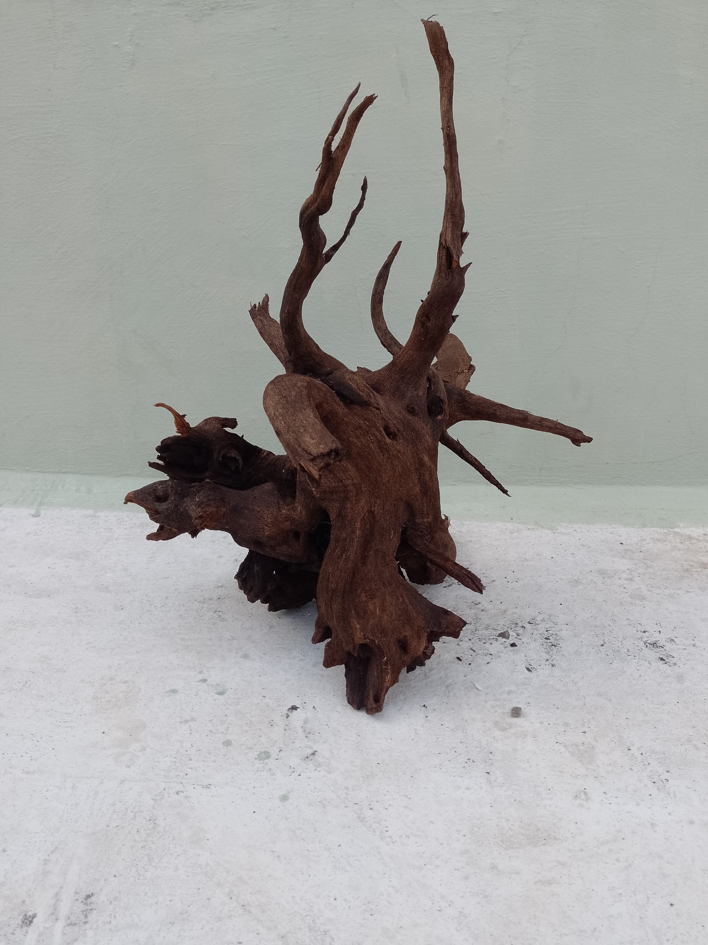 Natural Driftwood Branch for Aquarium, 60 cm Long Height