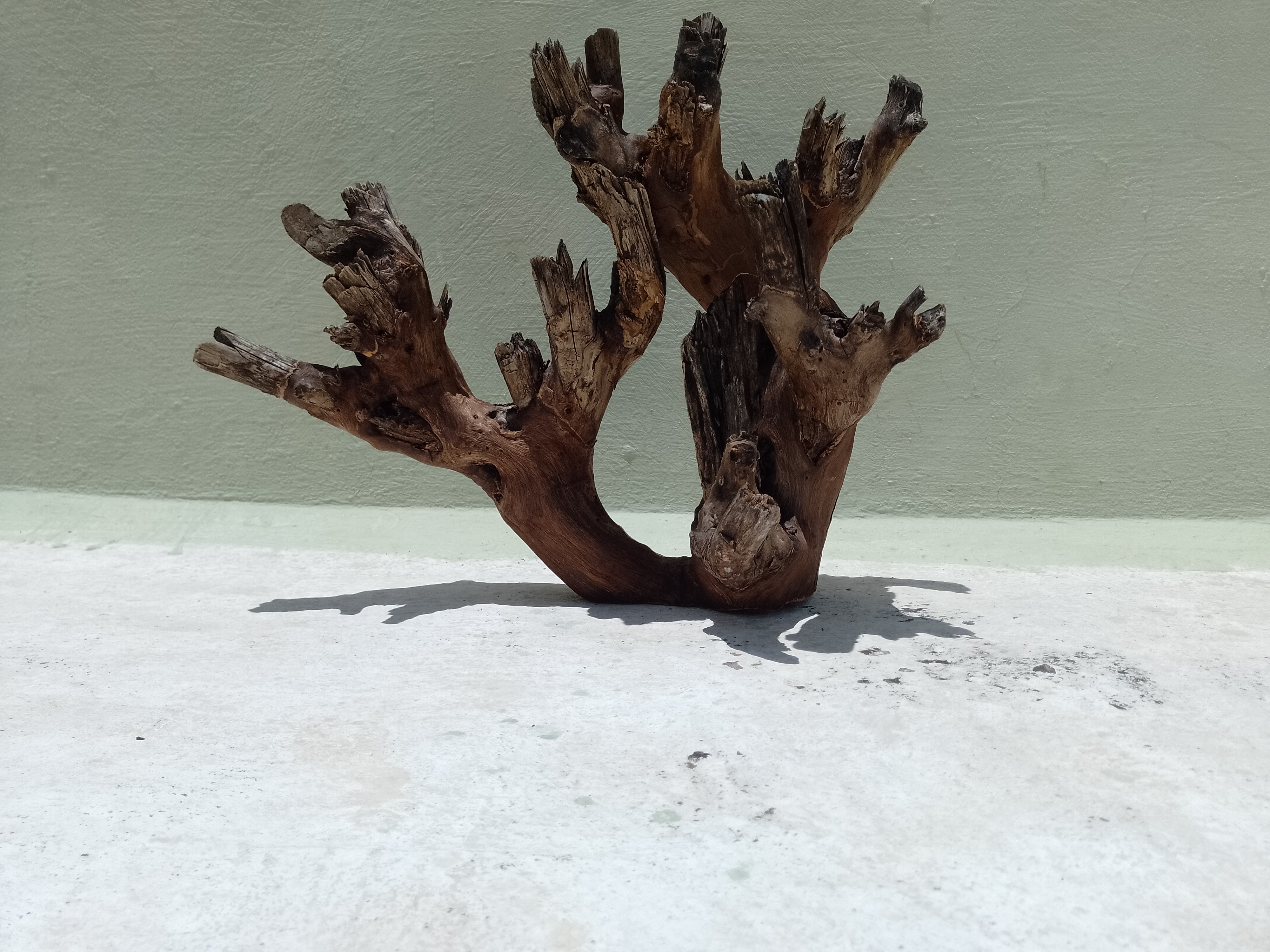 Natural Teak Driftwood Branch for Aquarium, 50 cm Length, 3.6 kg Weight