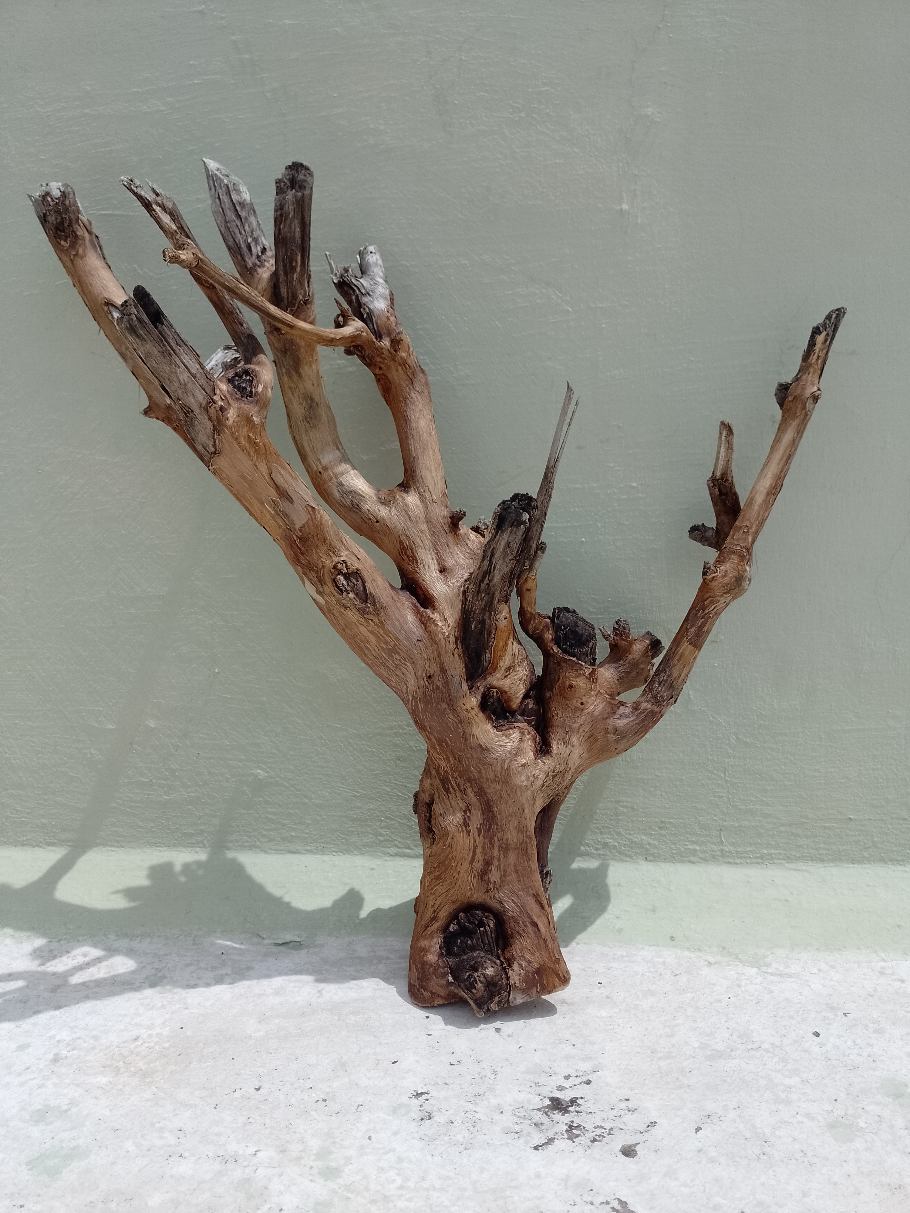 Driftwood Branch Teak wood Branch 55 cm Height 2 kg weight 
