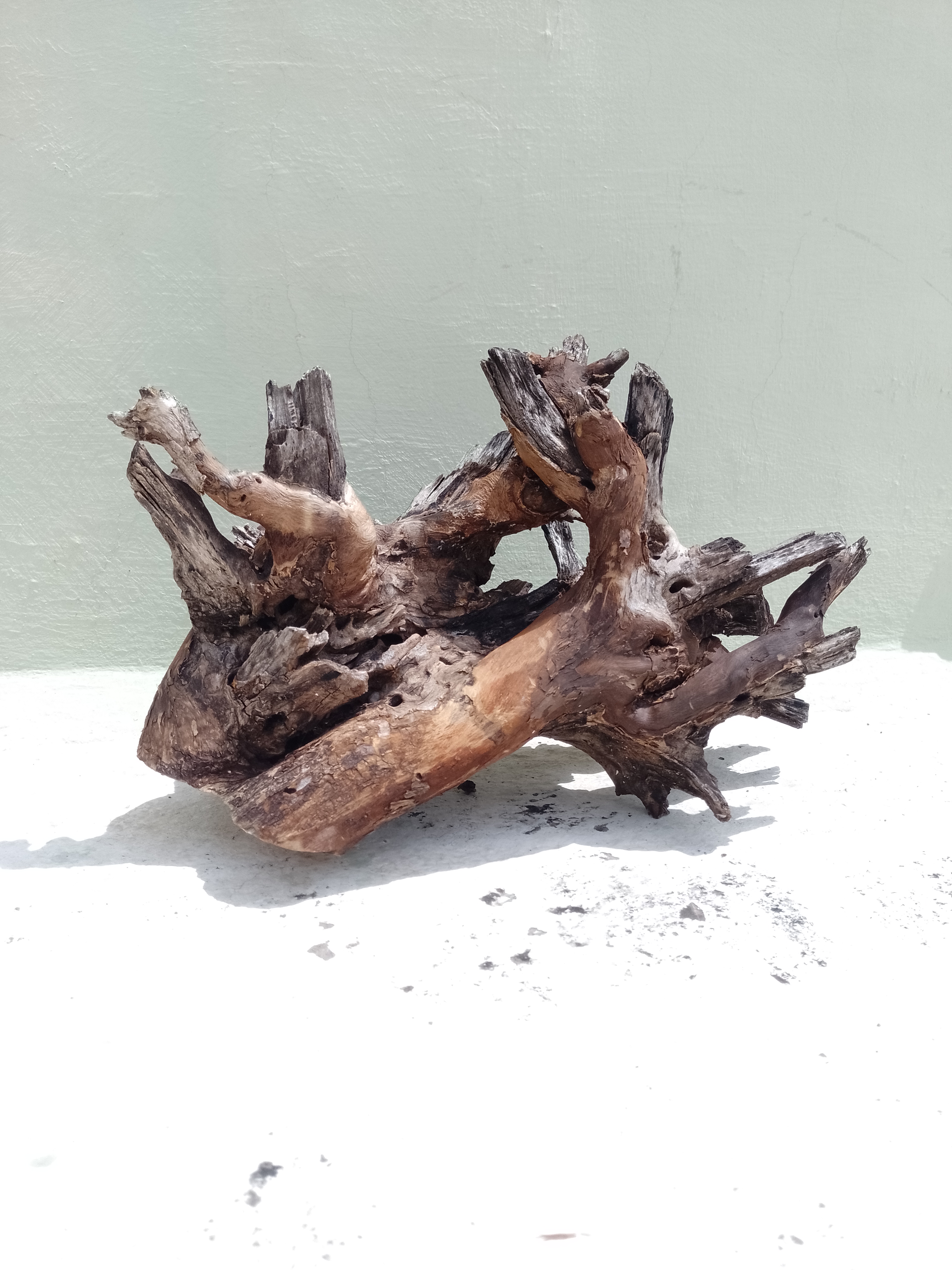 Driftwood for Aquarium Original Teak wood Branch 50 Cm long -Bush type driftwood 3.6 kg weight 