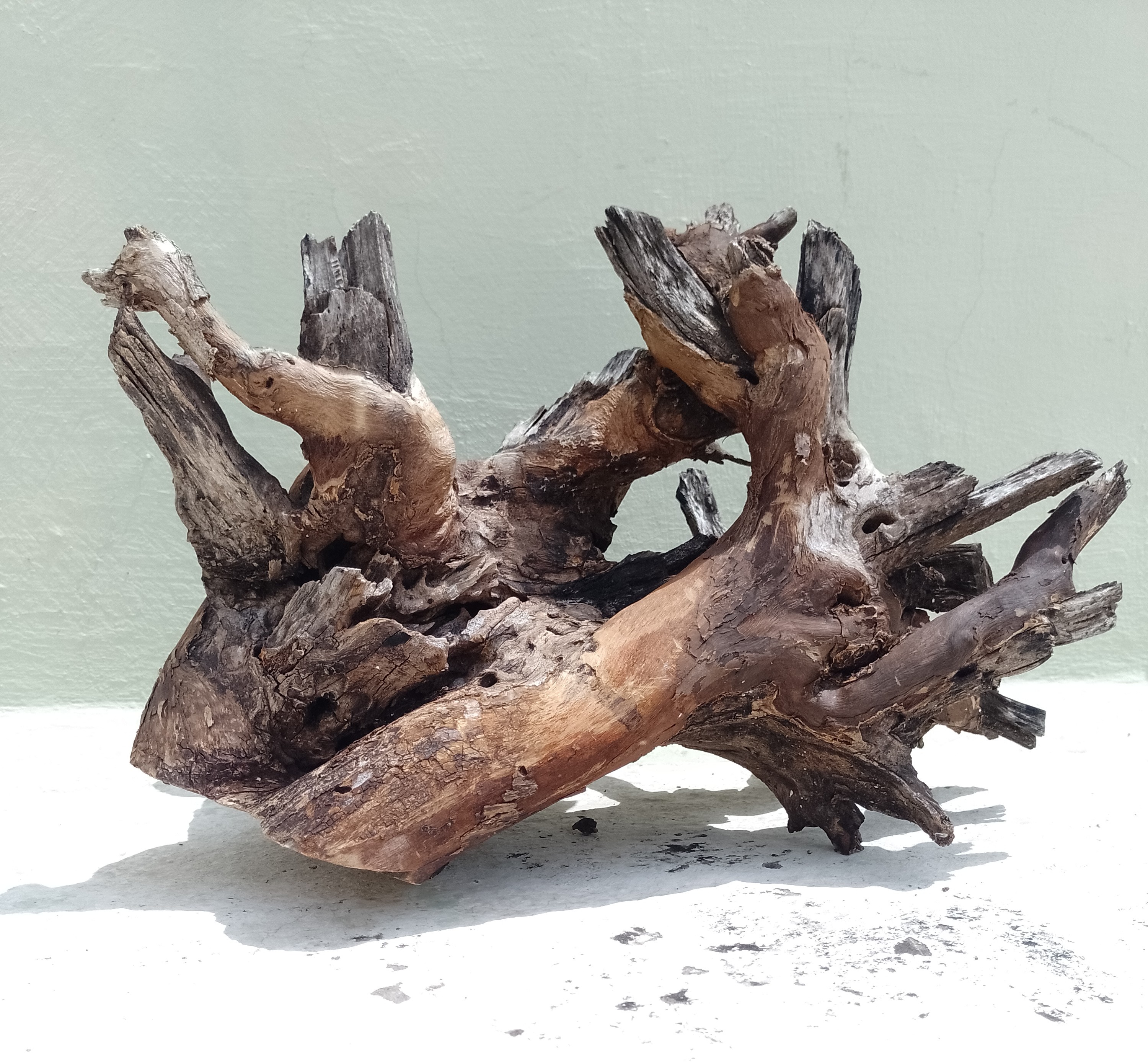 Driftwood for Aquarium Original Teak wood Branch 50 Cm long -Bush type driftwood 3.6 kg weight