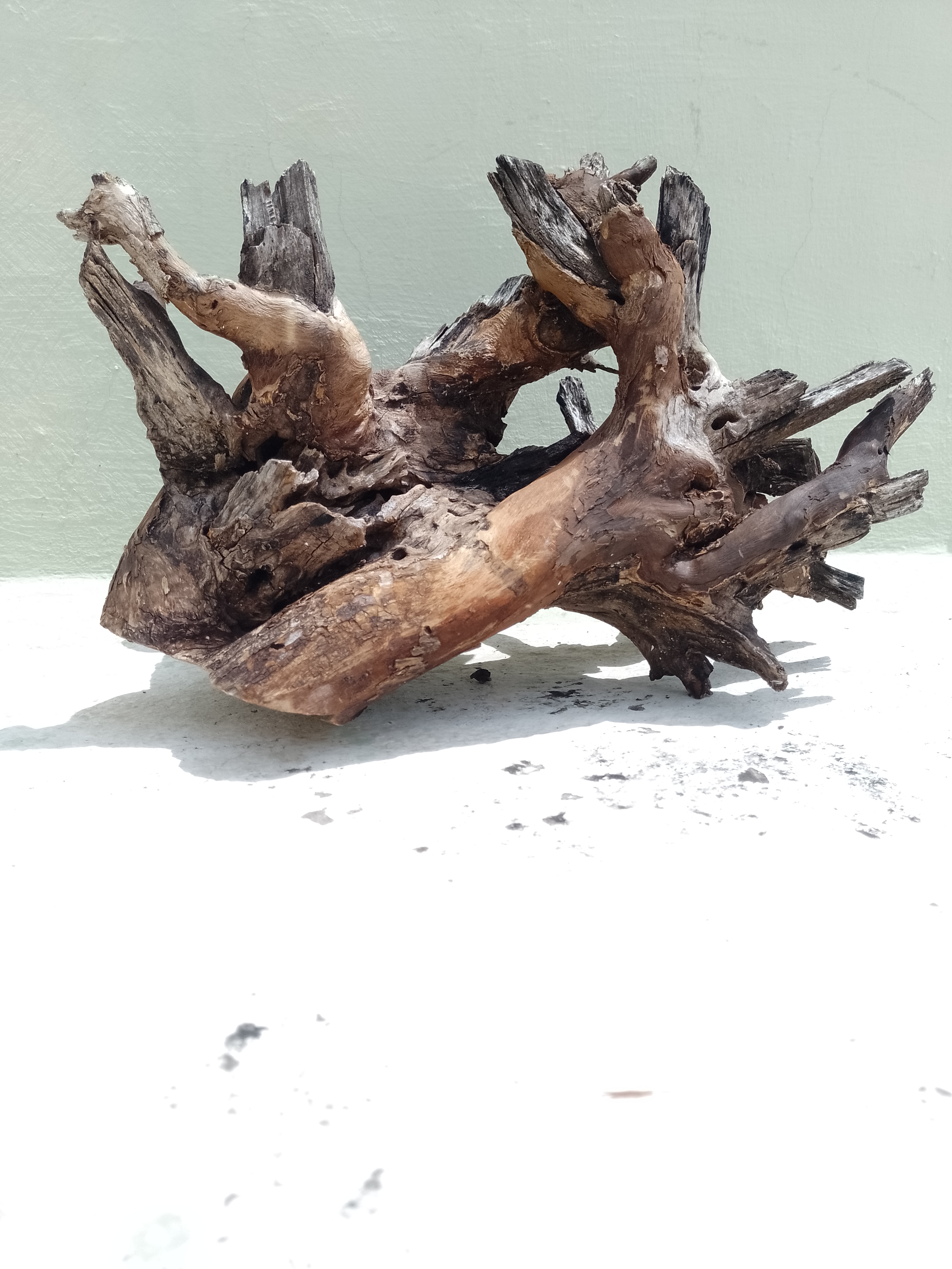 Driftwood for Aquarium Original Teak wood Branch 50 Cm long -Bush type driftwood 3.6 kg weight 