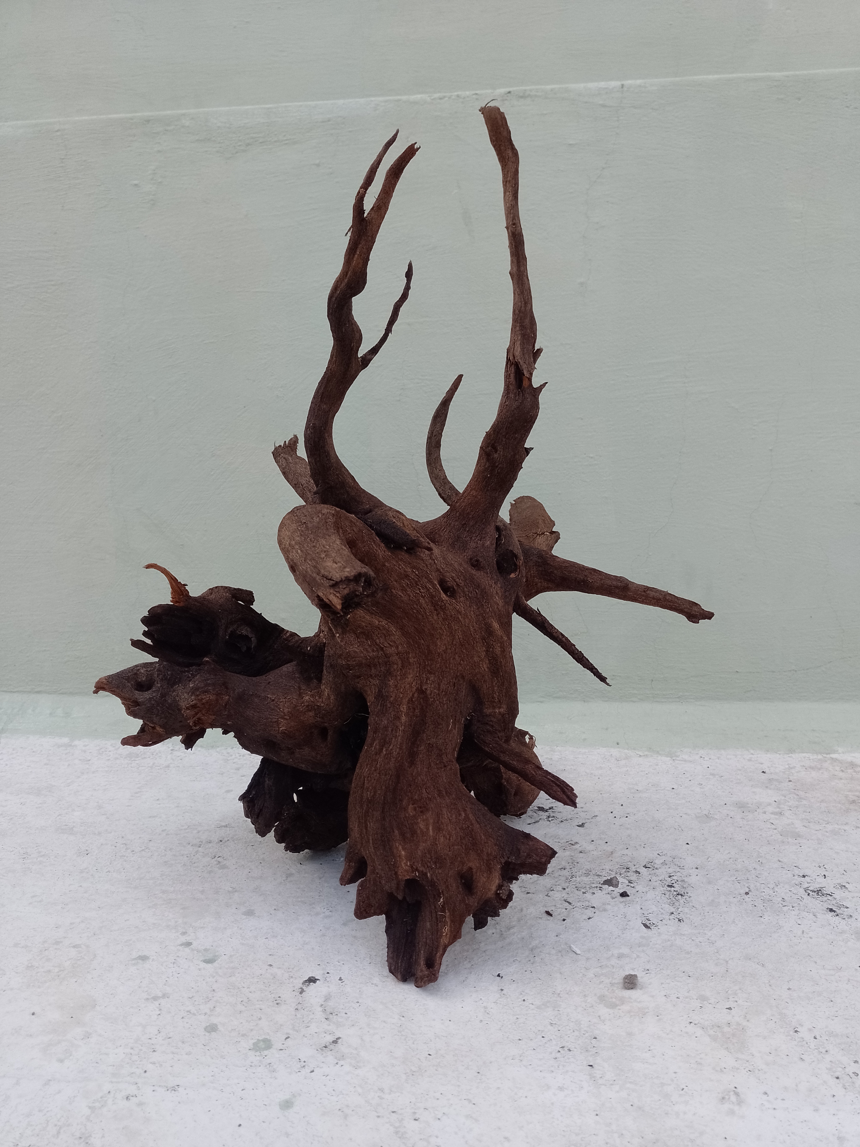 Natural Driftwood Branch for Aquarium, 60 cm Long Height