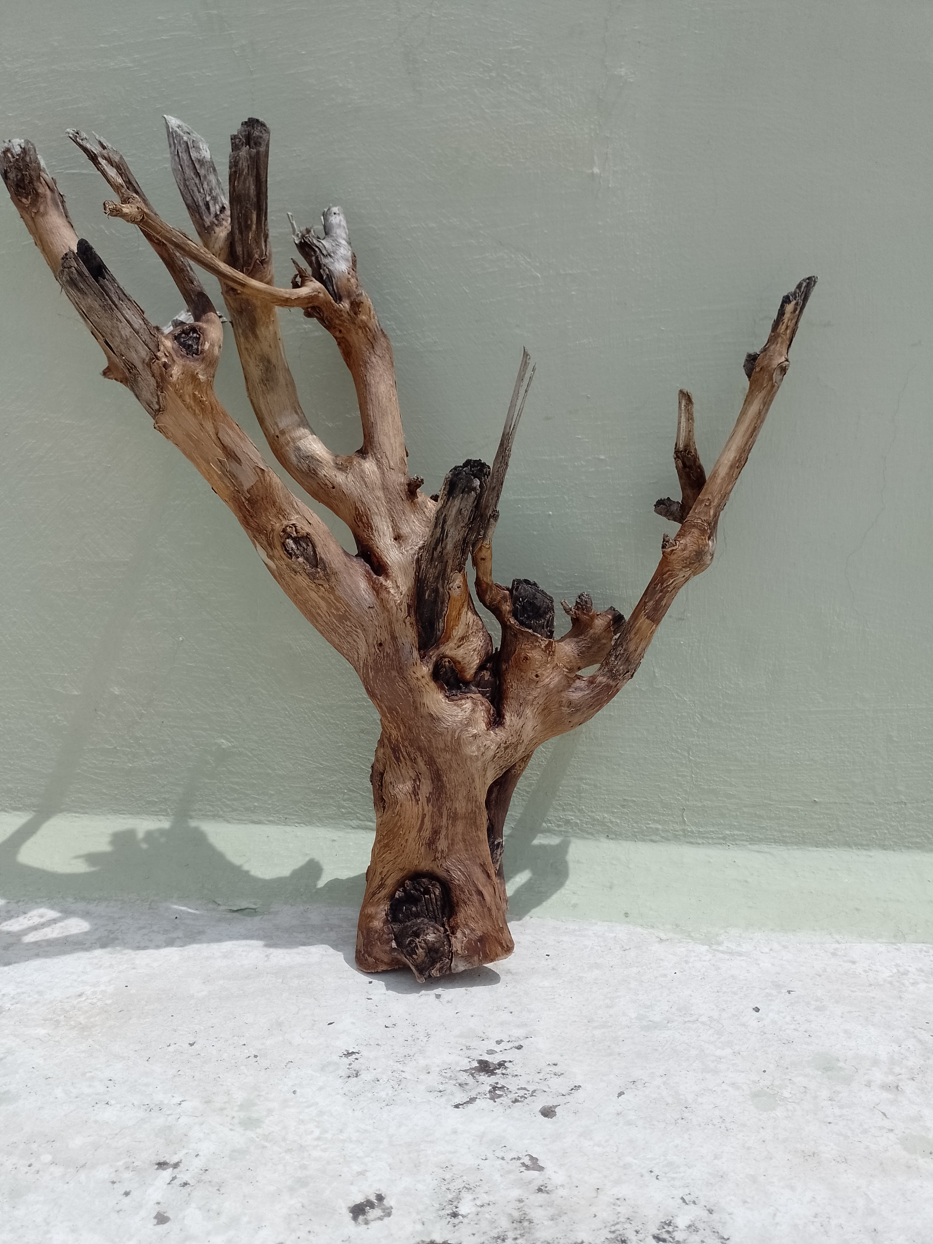 Driftwood Branch Teak wood Branch 55 cm Height 2 kg weight 