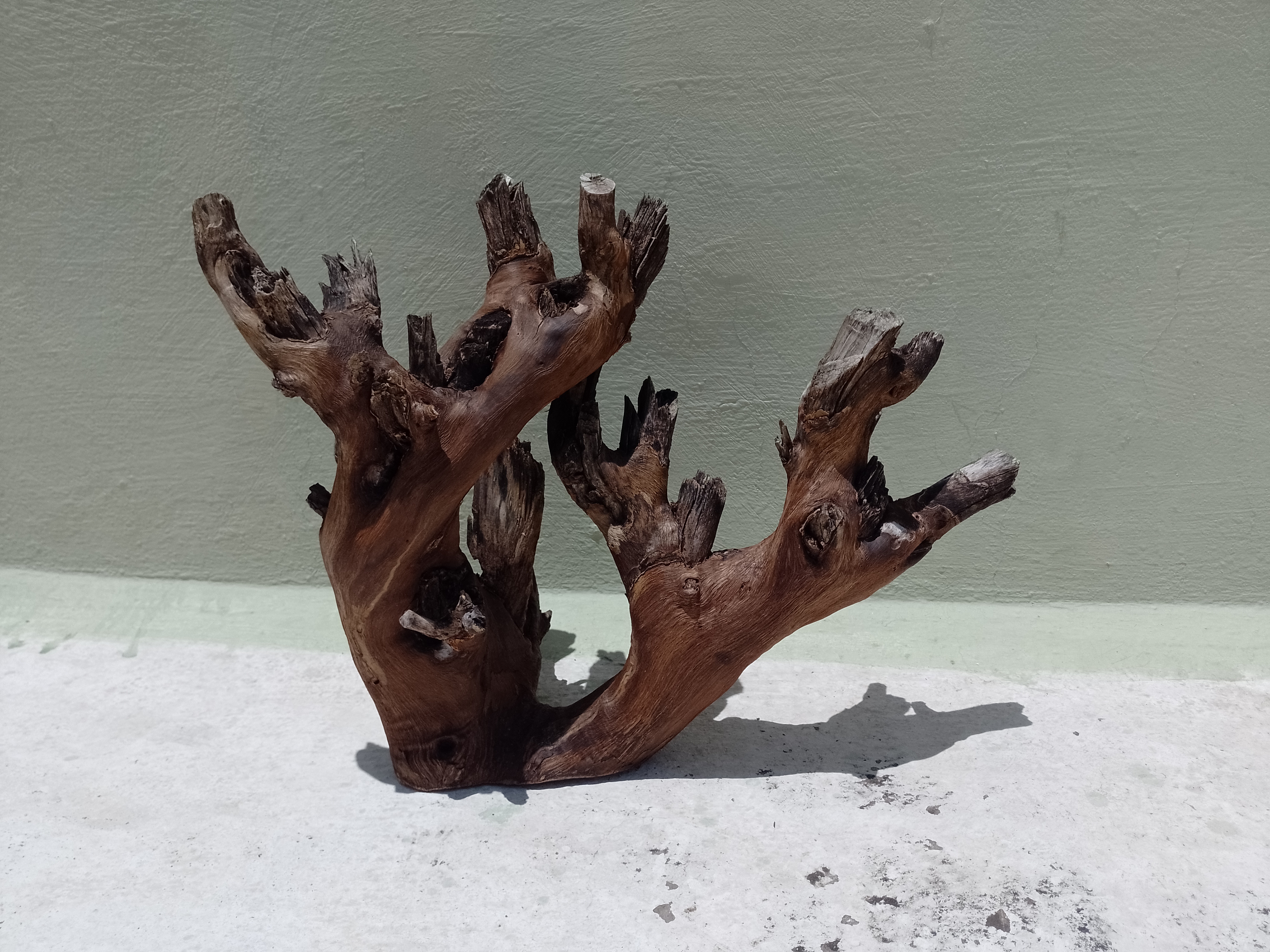 Natural Teak Driftwood Branch for Aquarium, 50 cm Length, 3.6 kg Weight