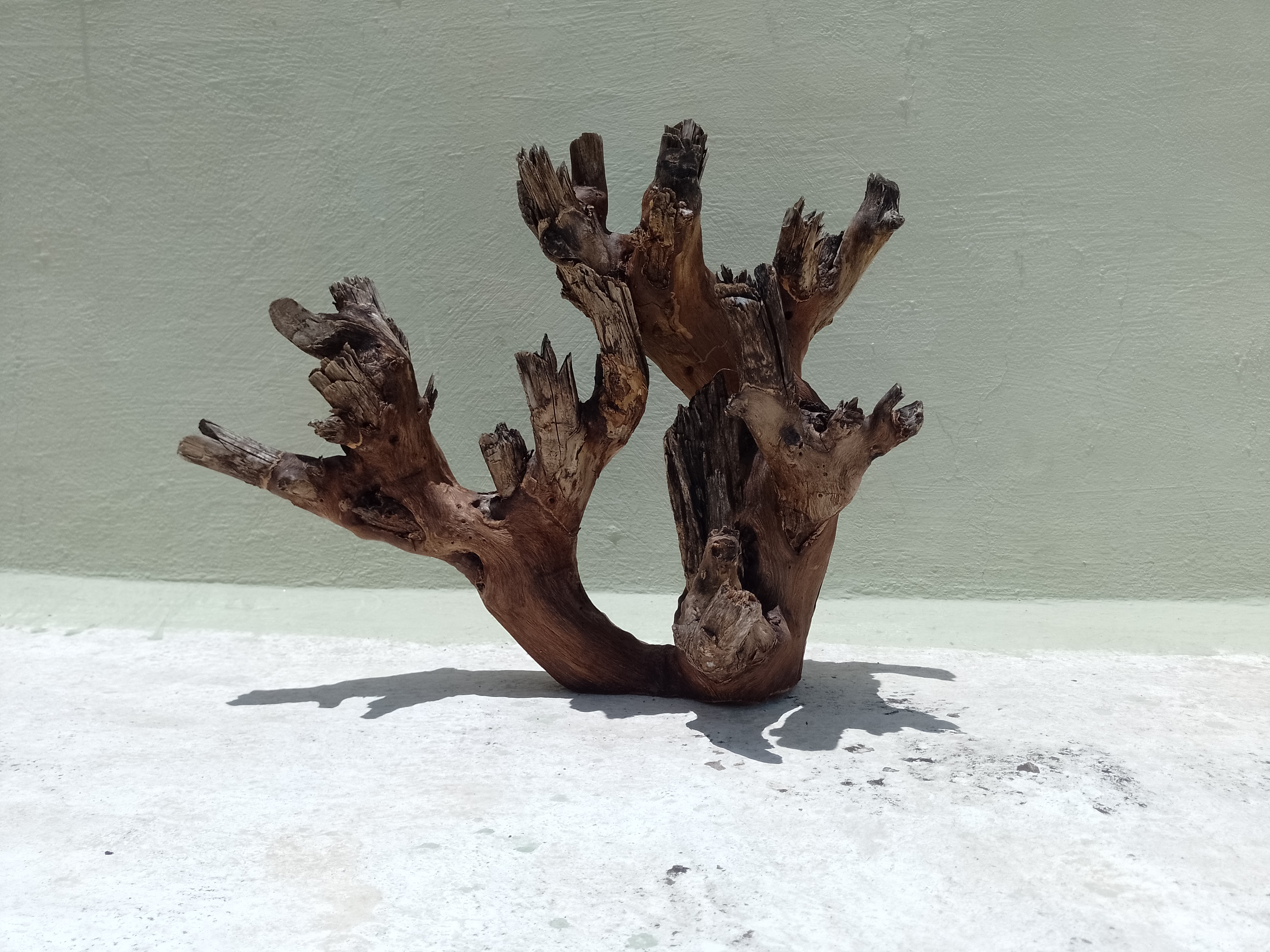 Natural Teak Driftwood Branch for Aquarium, 50 cm Length, 3.6 kg Weight