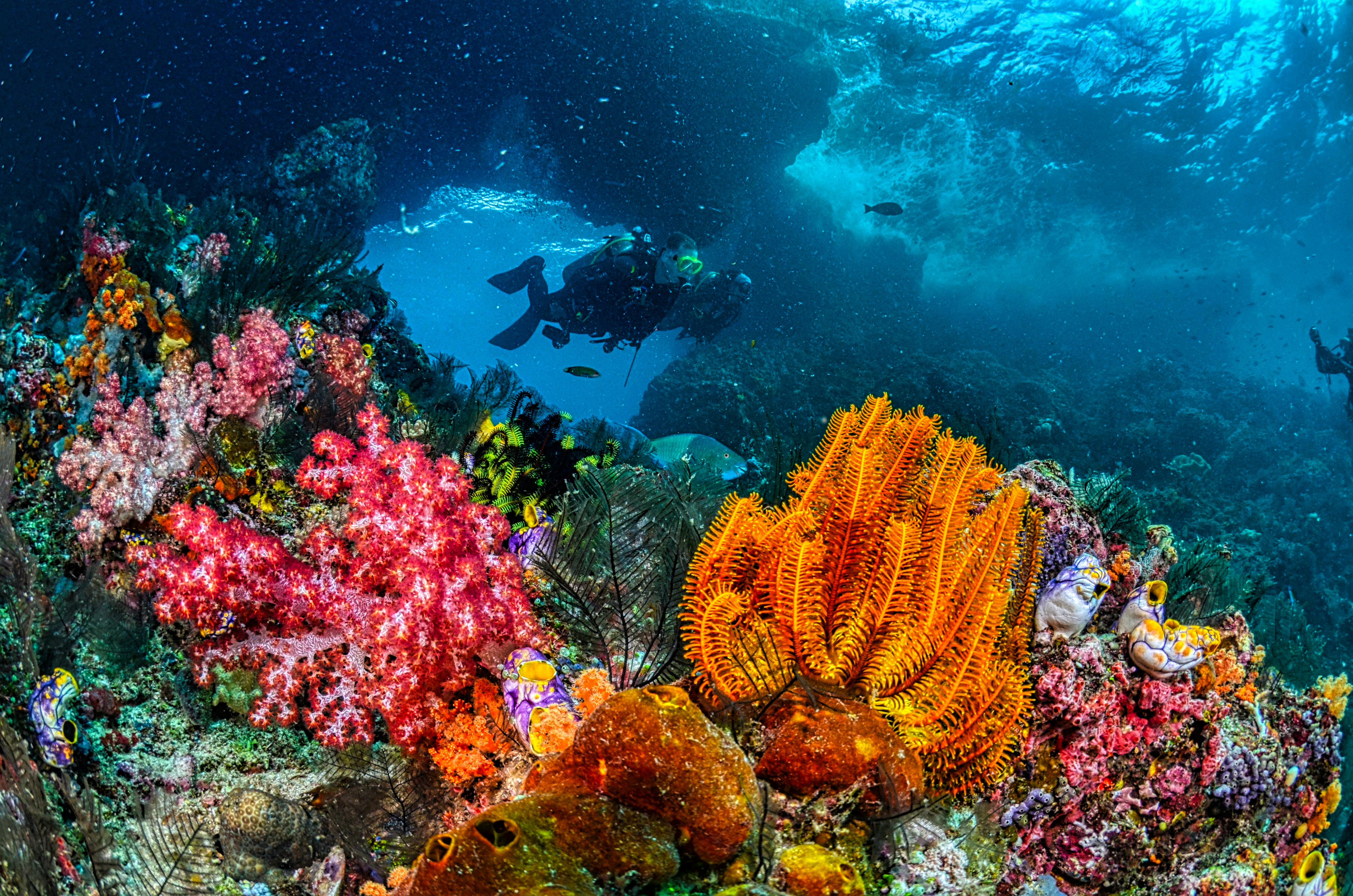 Scuba Shore dive at Havelock