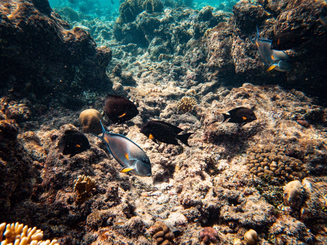 Scuba Boat Dive at Havelock