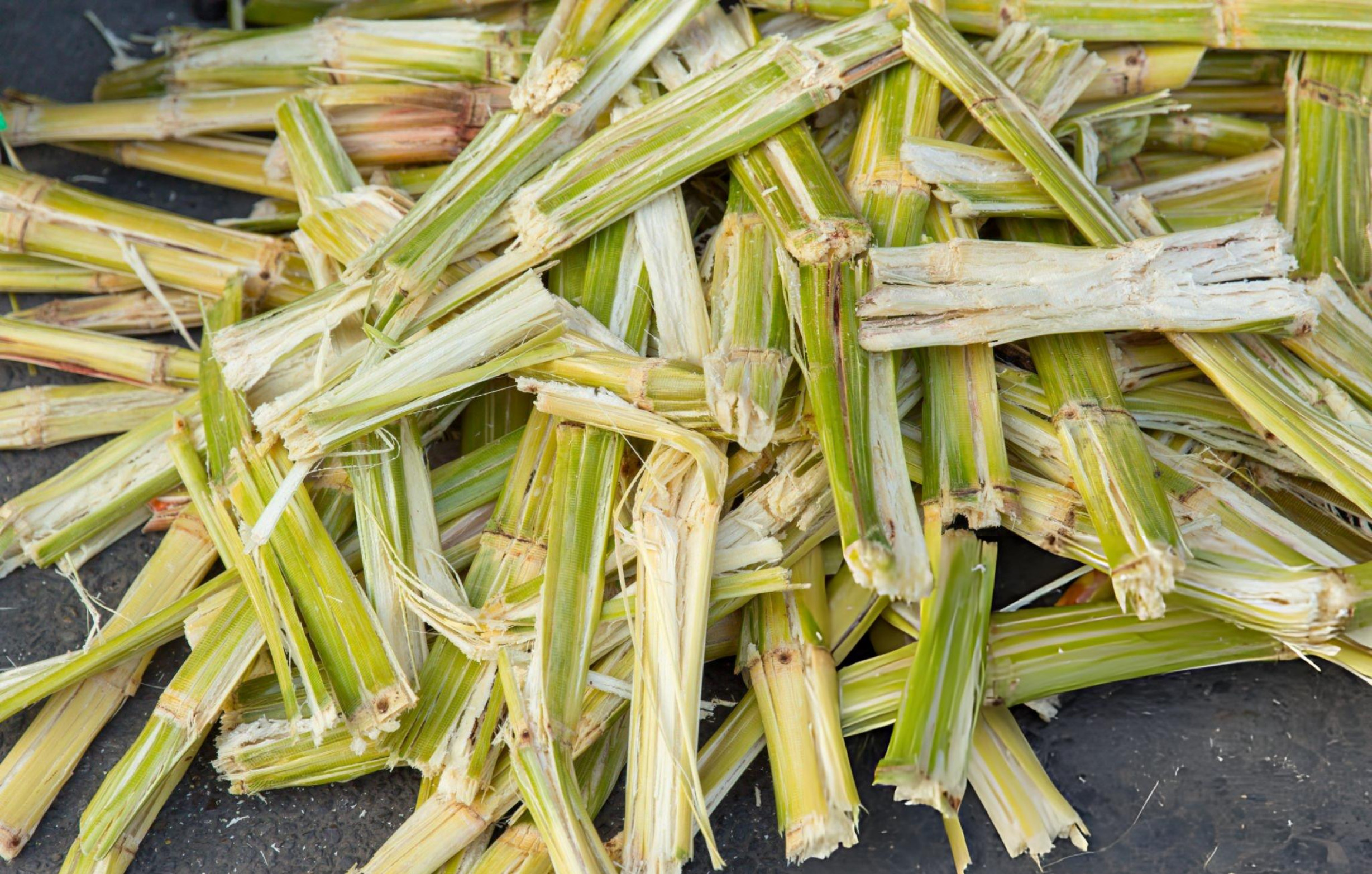 Bagasse Eco Plates