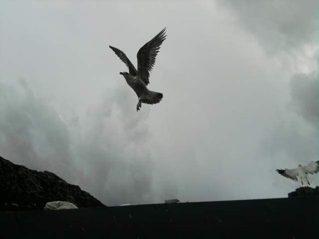 5. We Will Fly This Kite