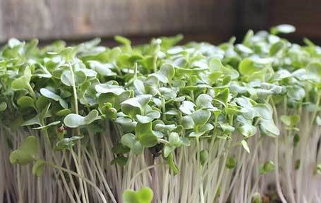 BROCCOLI MICROGREEN