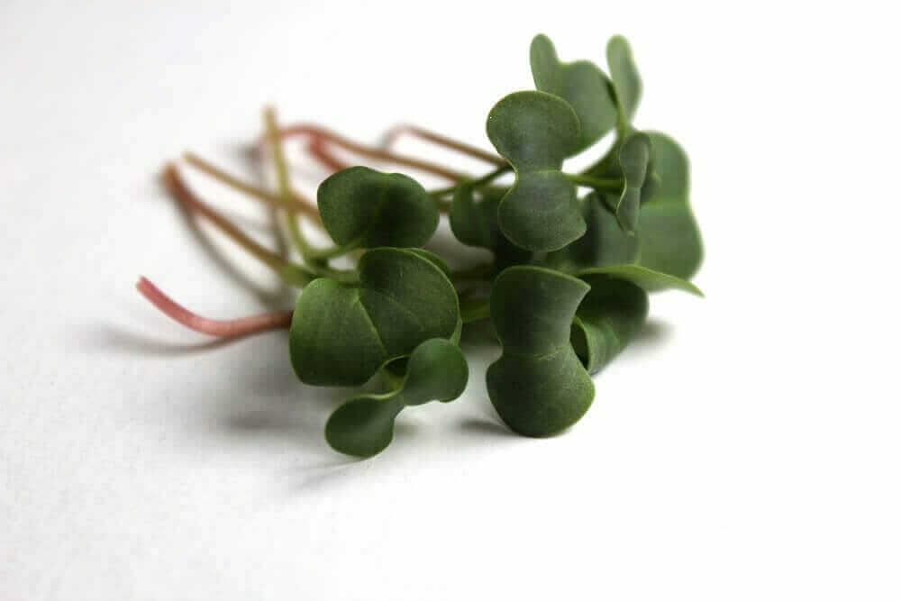 RADISH MICROGREEN