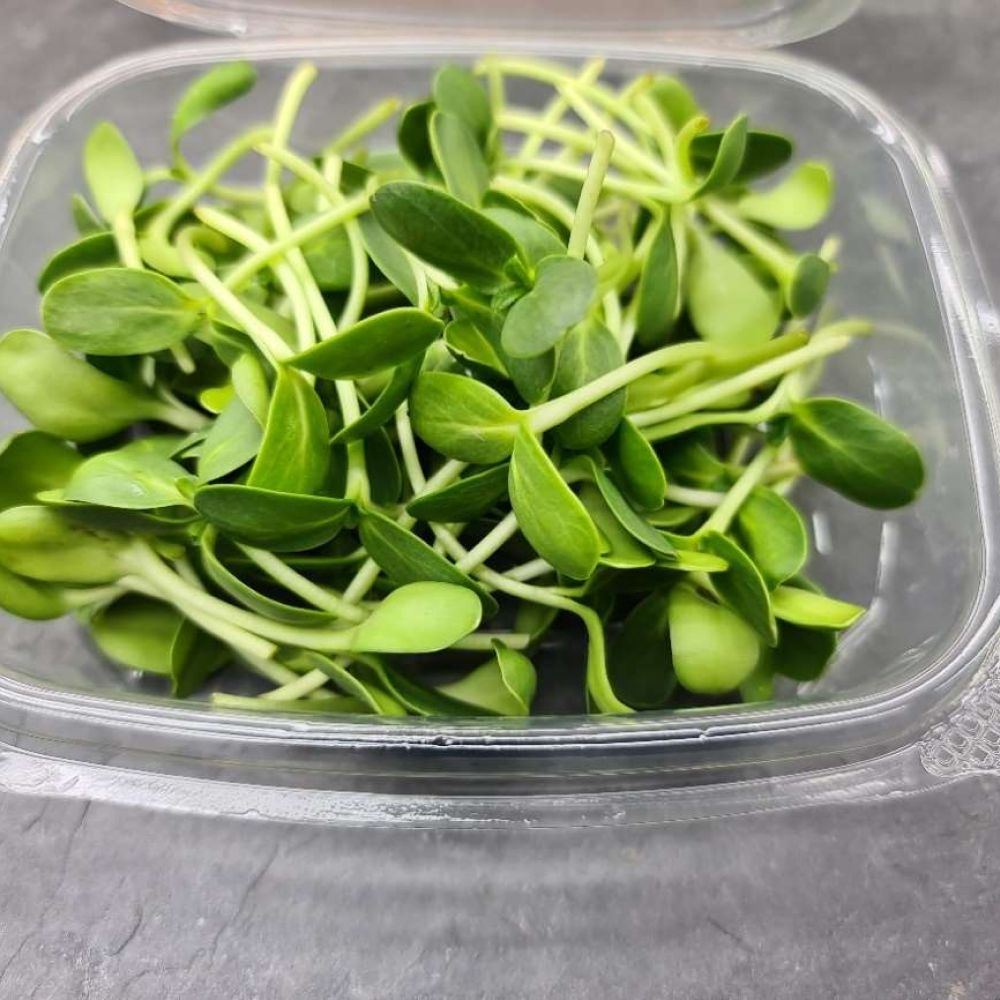 SUNFLOWER MICRO SPROUTS